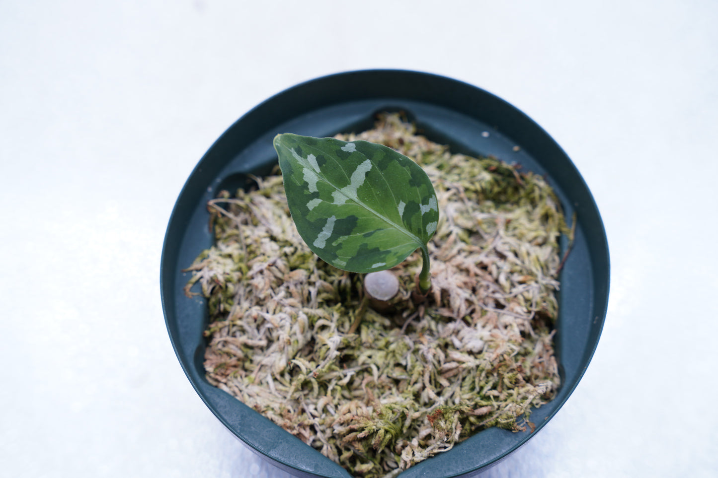 <出射便>Aglaonema Pictum Tricolor “Andaman” Port Blair