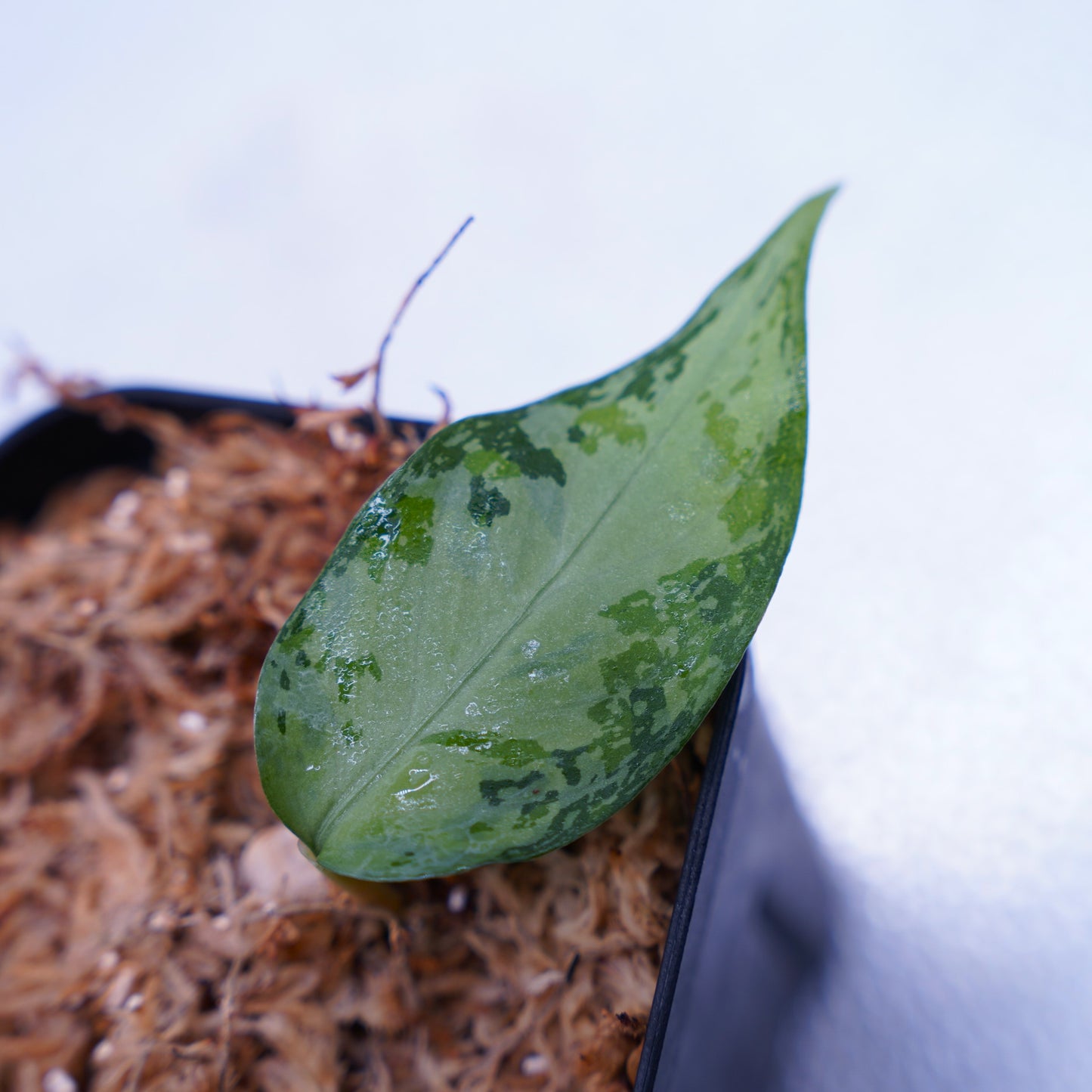 <オリジナル>Aglaonema Pictum Multicolor UND “MARTLE”