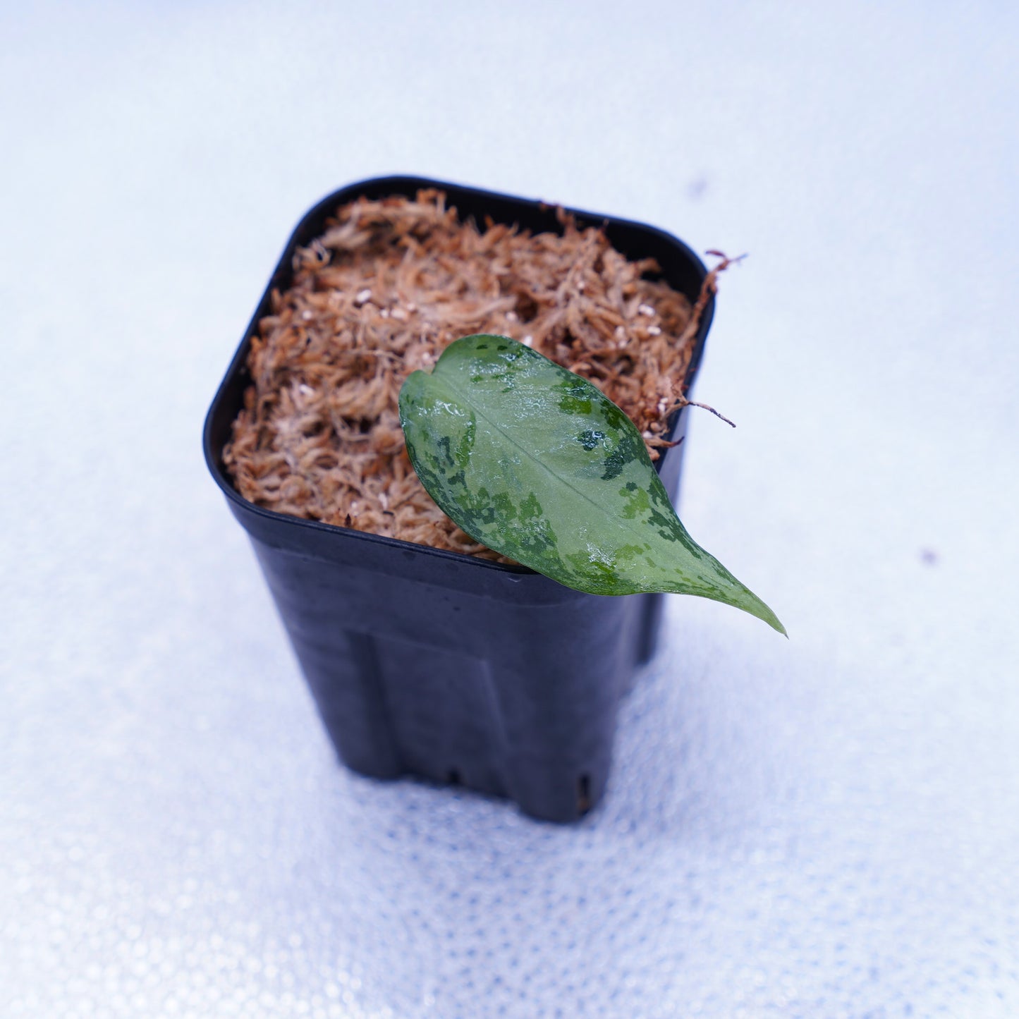 <オリジナル>Aglaonema Pictum Multicolor UND “MARTLE”