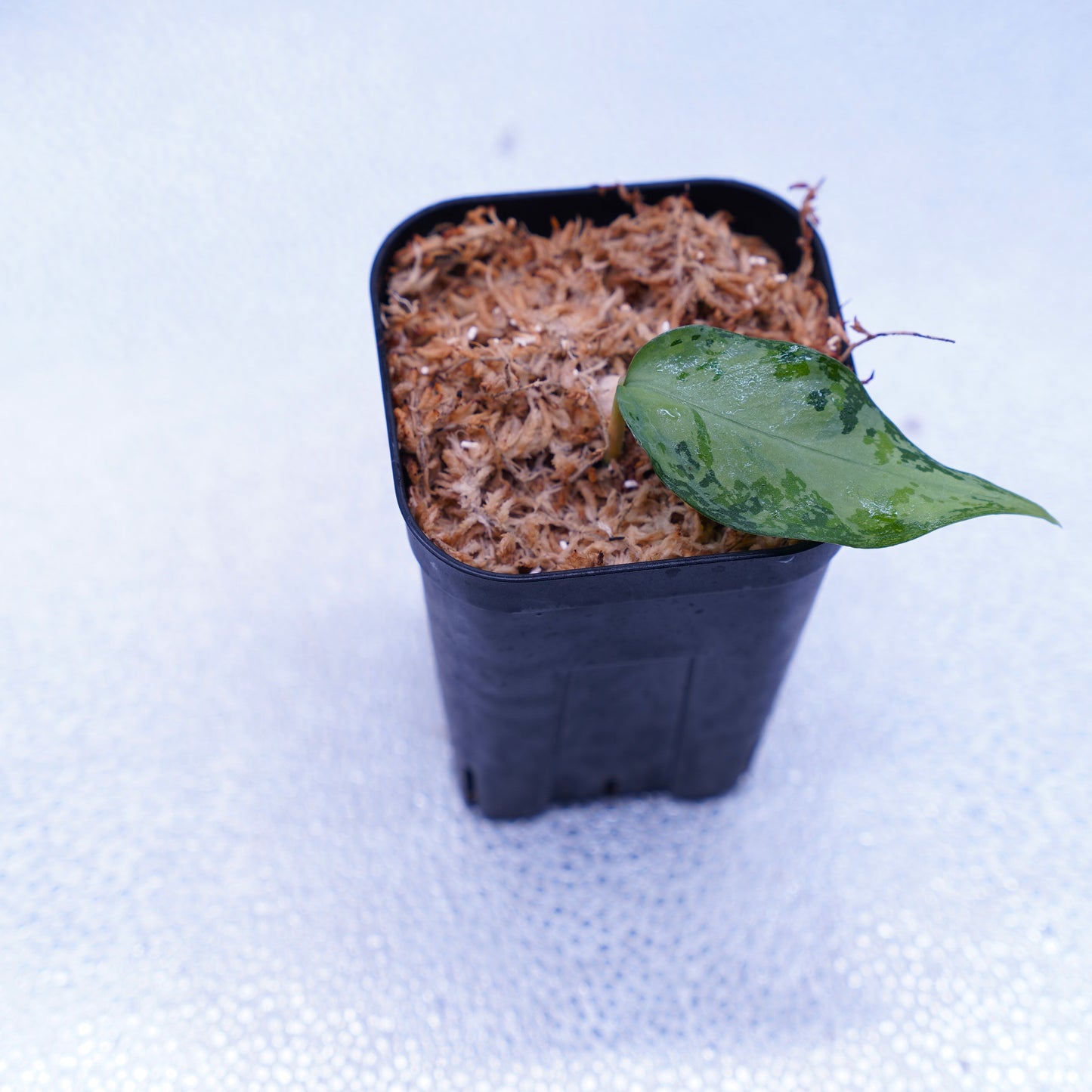 <オリジナル>Aglaonema Pictum Multicolor UND “MARTLE”