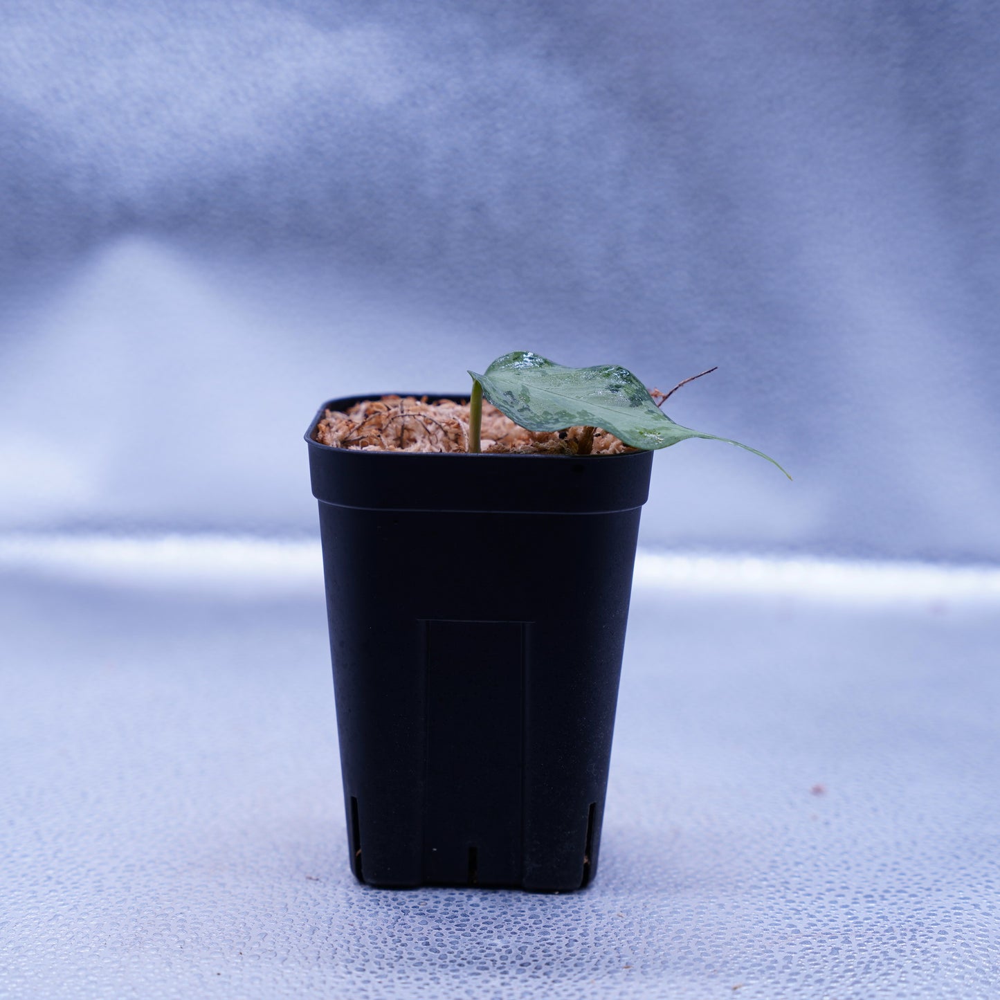 <オリジナル>Aglaonema Pictum Multicolor UND “MARTLE”
