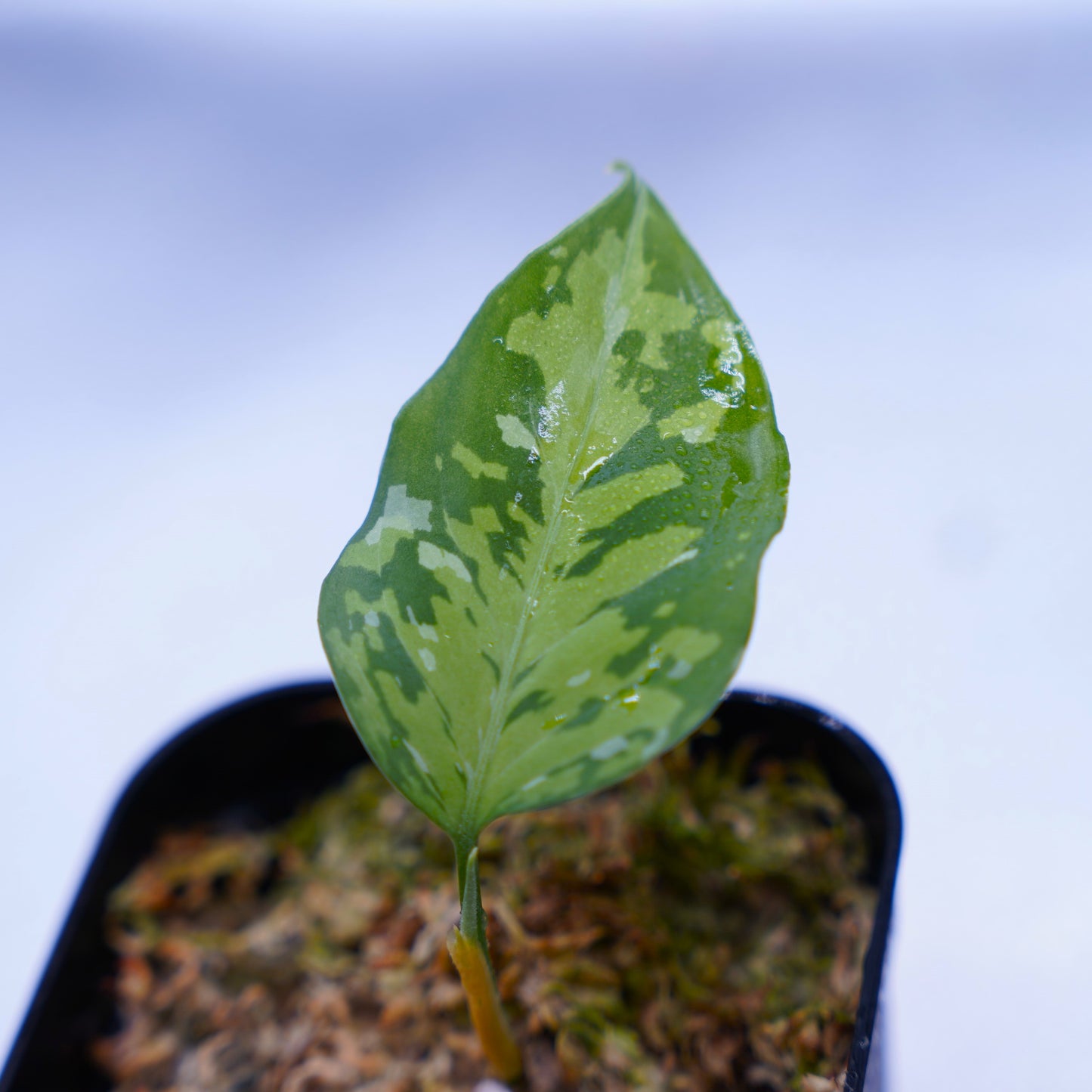<出射便>Aglaonema Pictum Tricolor “Andaman” Port Blair