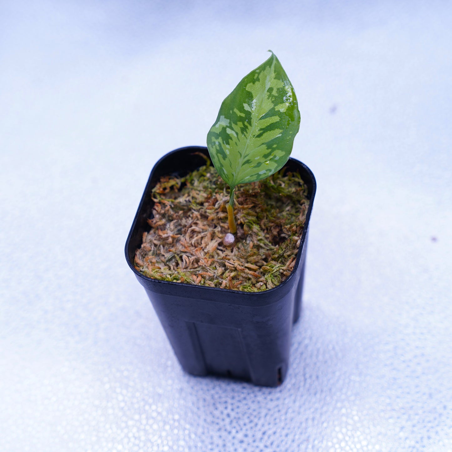 <出射便>Aglaonema Pictum Tricolor “Andaman” Port Blair