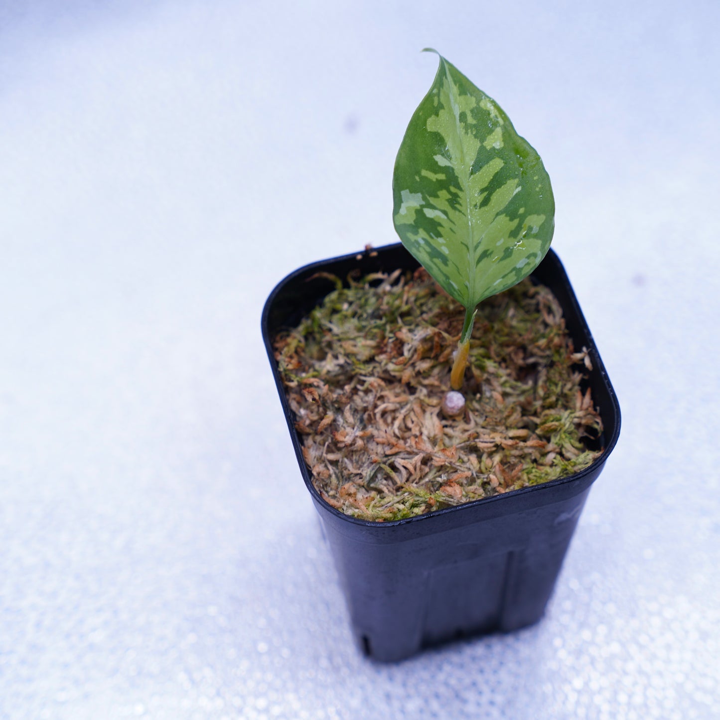 <出射便>Aglaonema Pictum Tricolor “Andaman” Port Blair