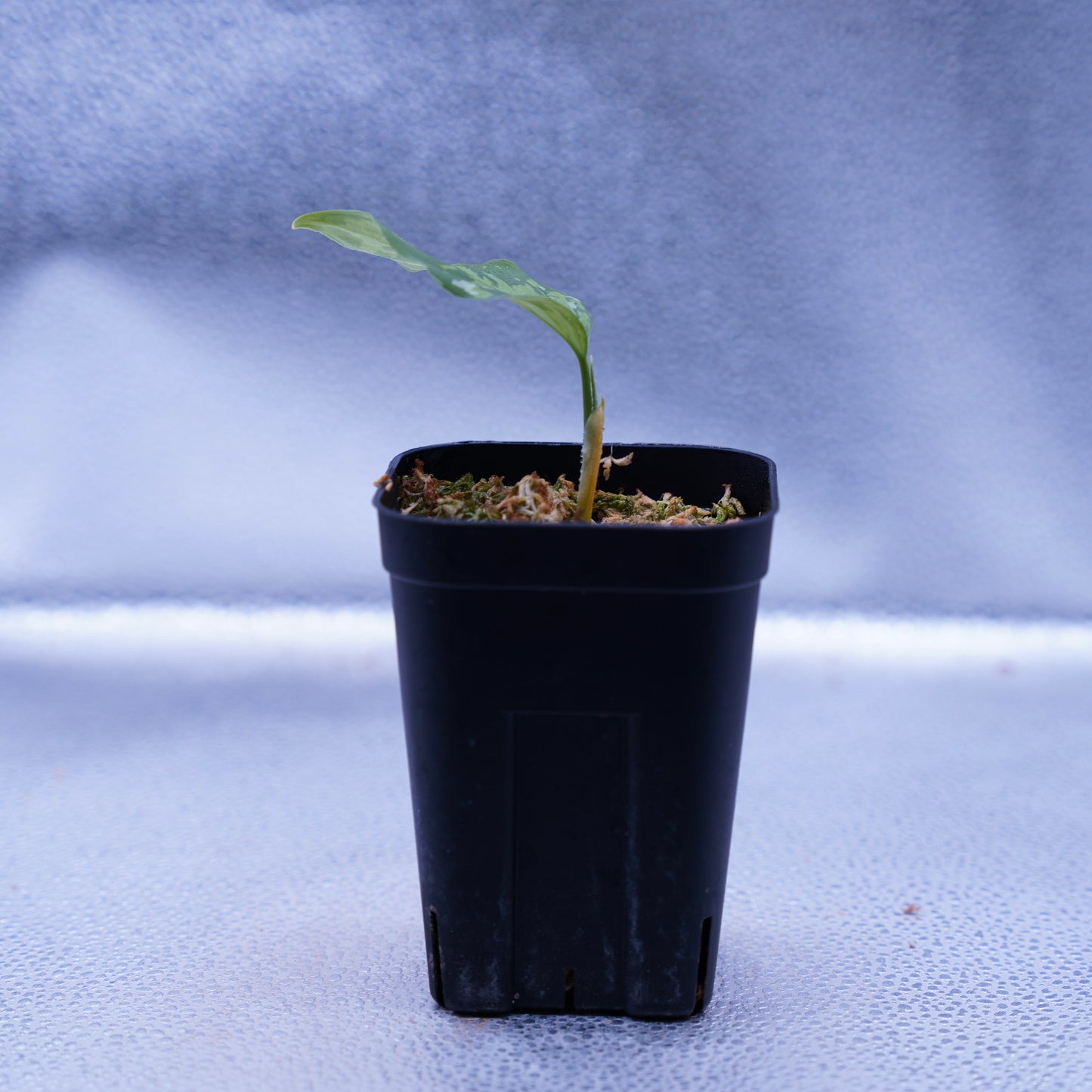 <出射便>Aglaonema Pictum Tricolor “Andaman” Port Blair