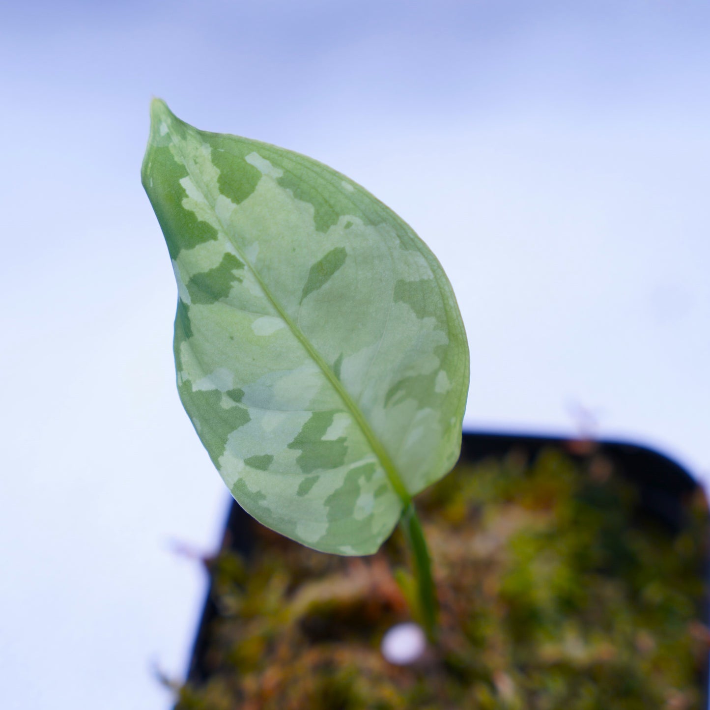 <出射便>Aglaonema Pictum Tricolor “Andaman” Port Blair