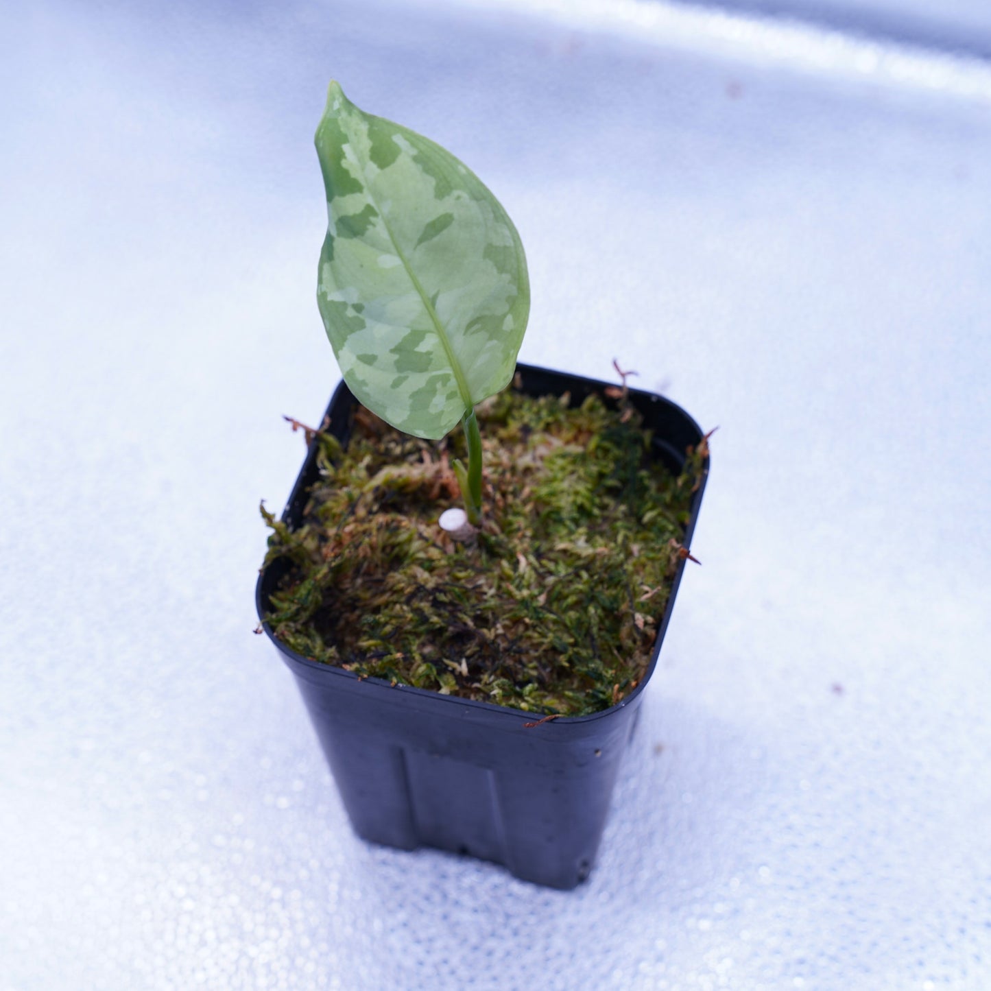 <出射便>Aglaonema Pictum Tricolor “Andaman” Port Blair