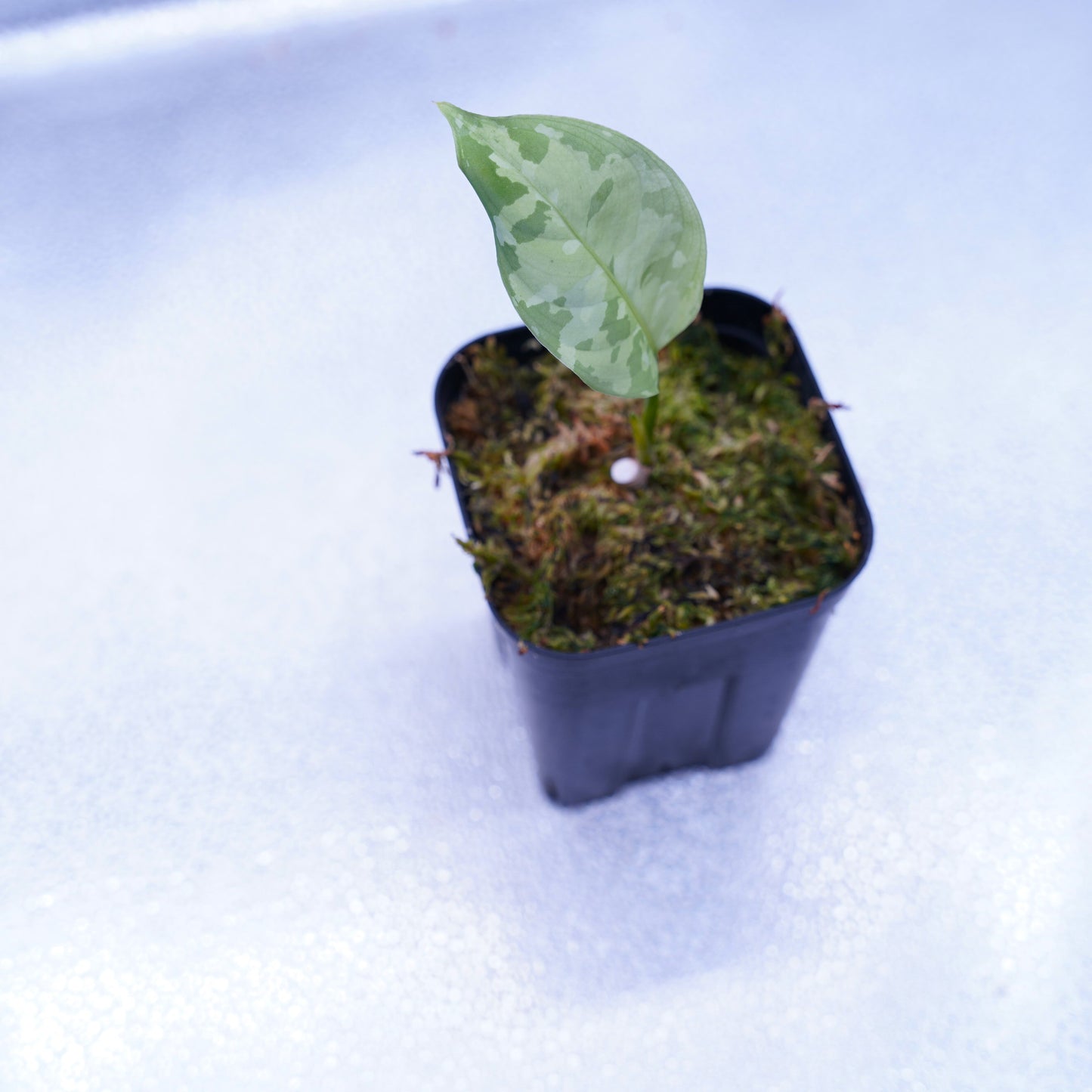 <出射便>Aglaonema Pictum Tricolor “Andaman” Port Blair
