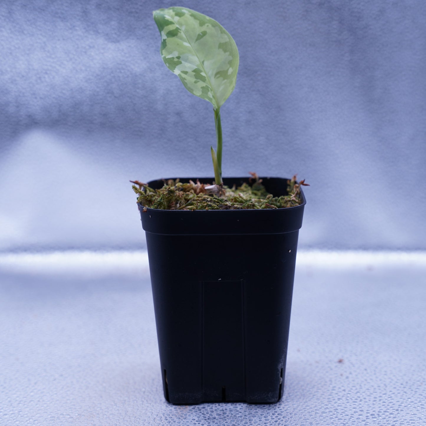 <出射便>Aglaonema Pictum Tricolor “Andaman” Port Blair