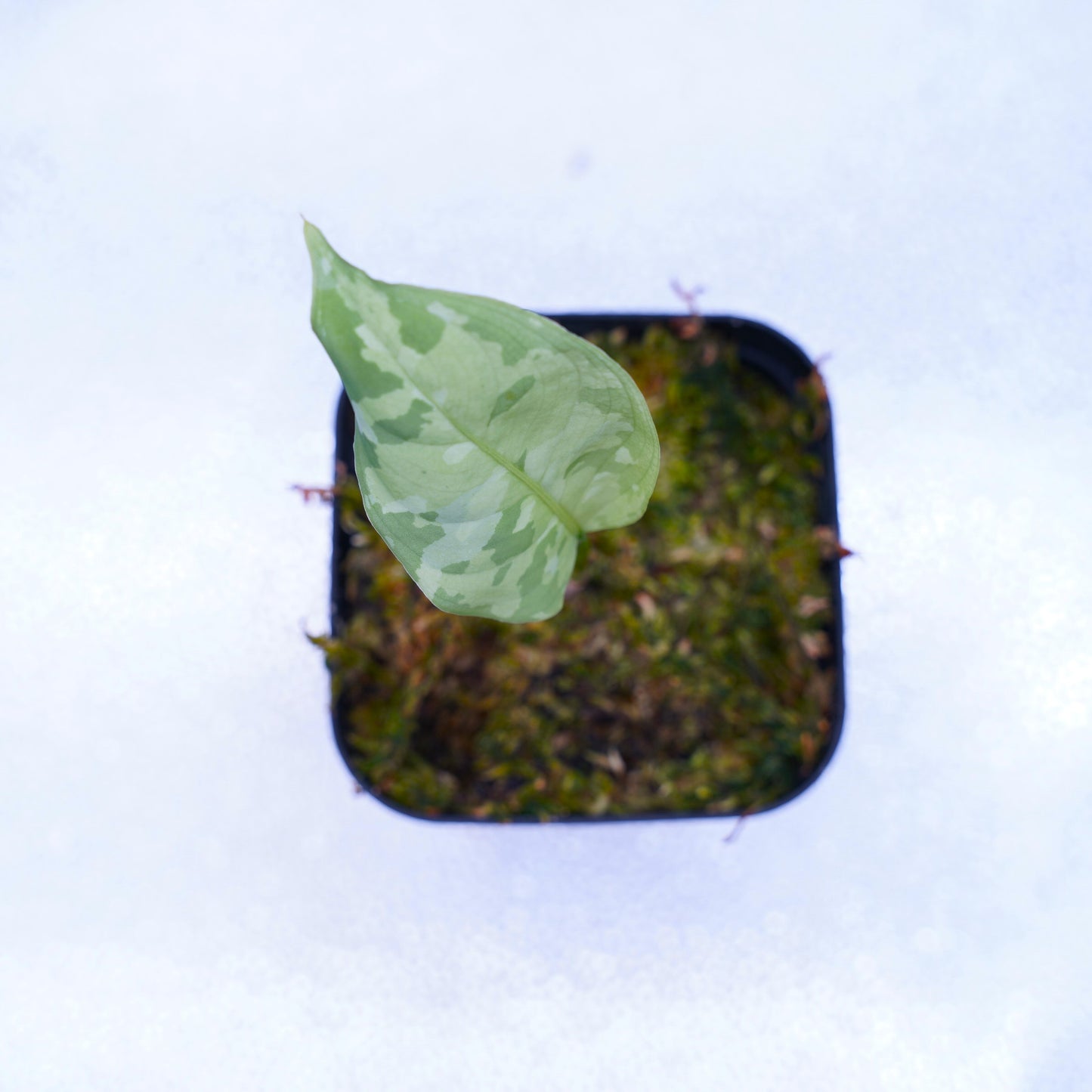 <出射便>Aglaonema Pictum Tricolor “Andaman” Port Blair