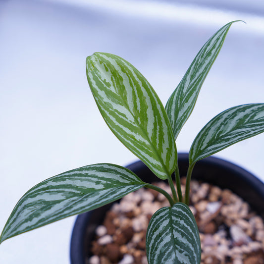 <カーティシー>Aglaonema Nitidum “Curtisii” UND230918