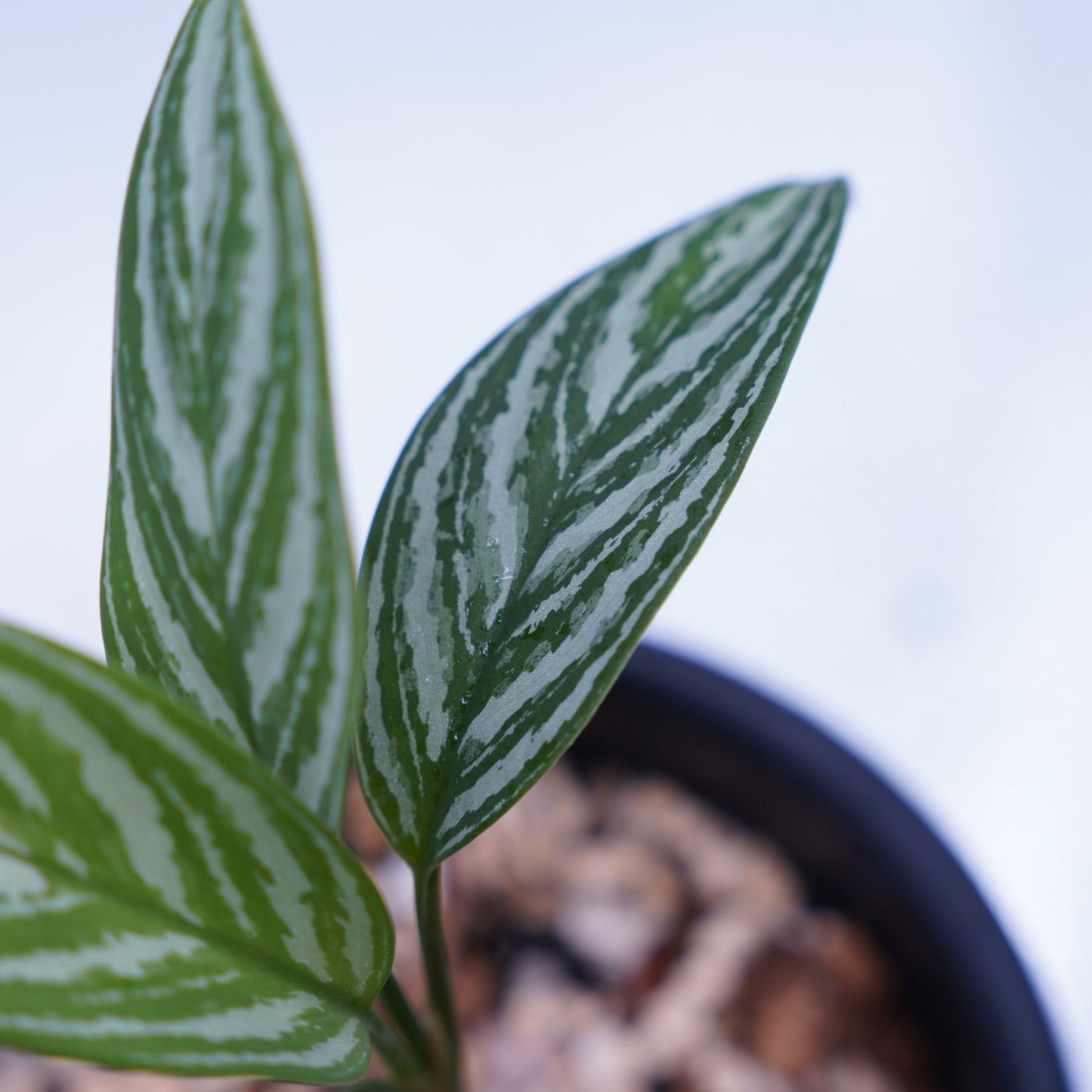 <カーティシー>Aglaonema Nitidum “Curtisii” UND230918