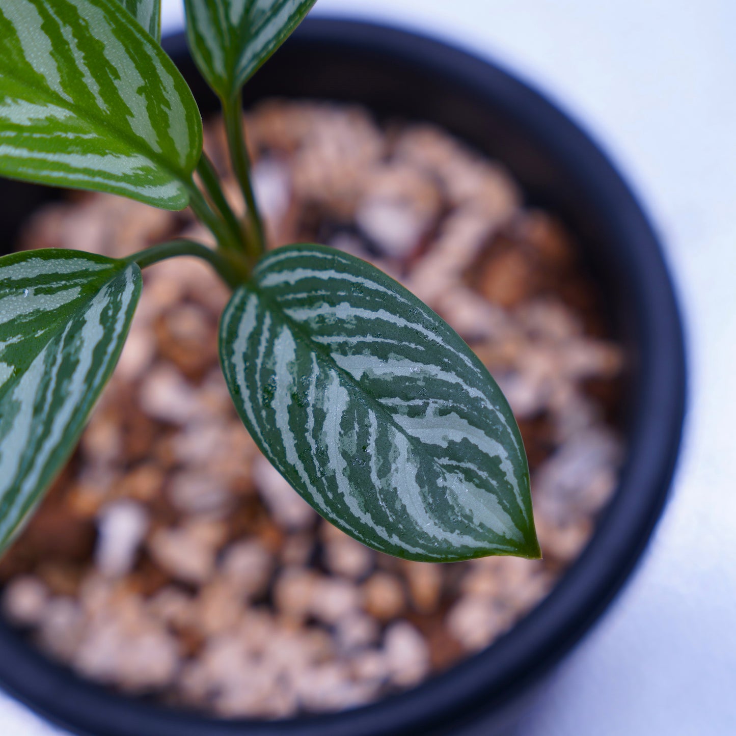 <カーティシー>Aglaonema Nitidum “Curtisii” UND230918