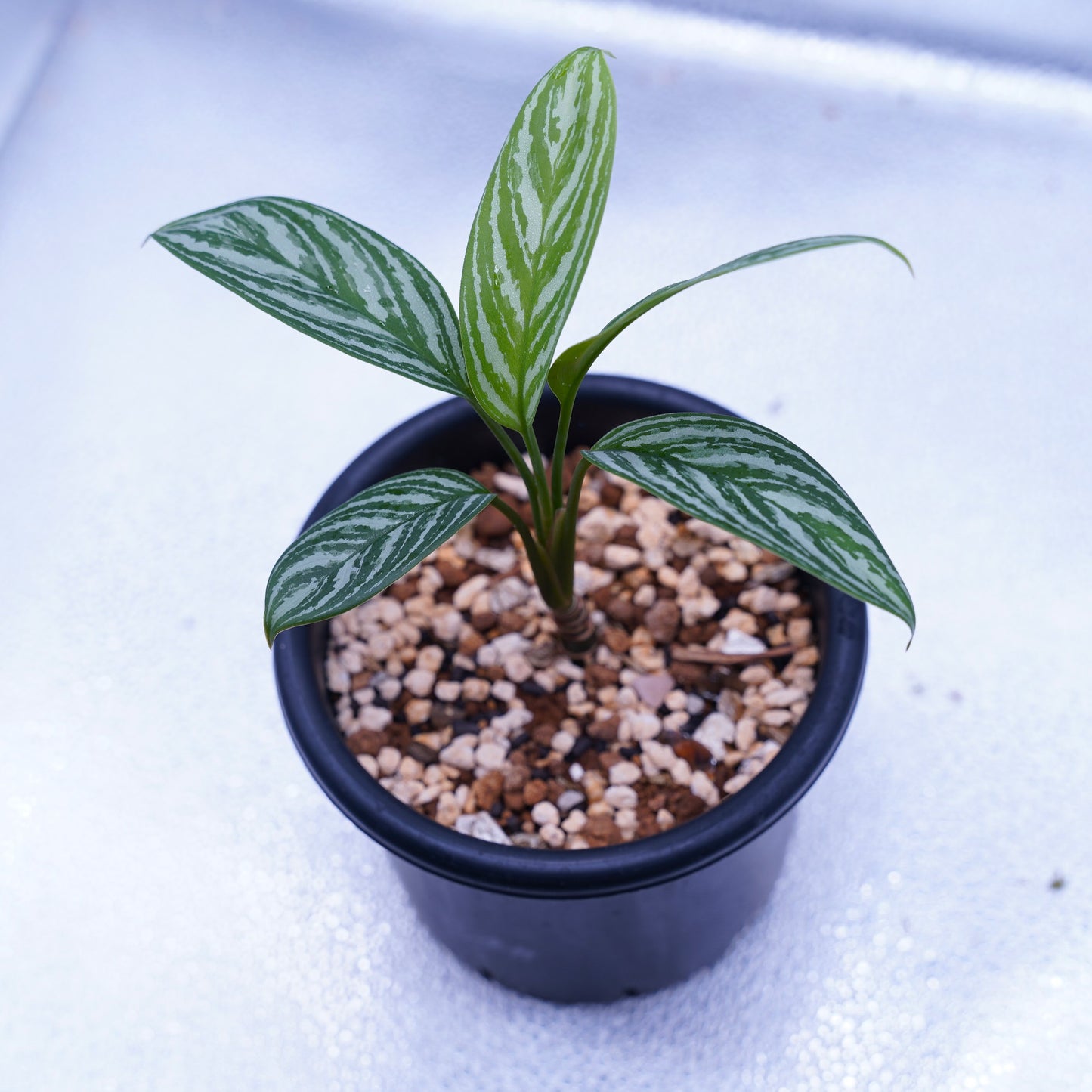 <カーティシー>Aglaonema Nitidum “Curtisii” UND230918