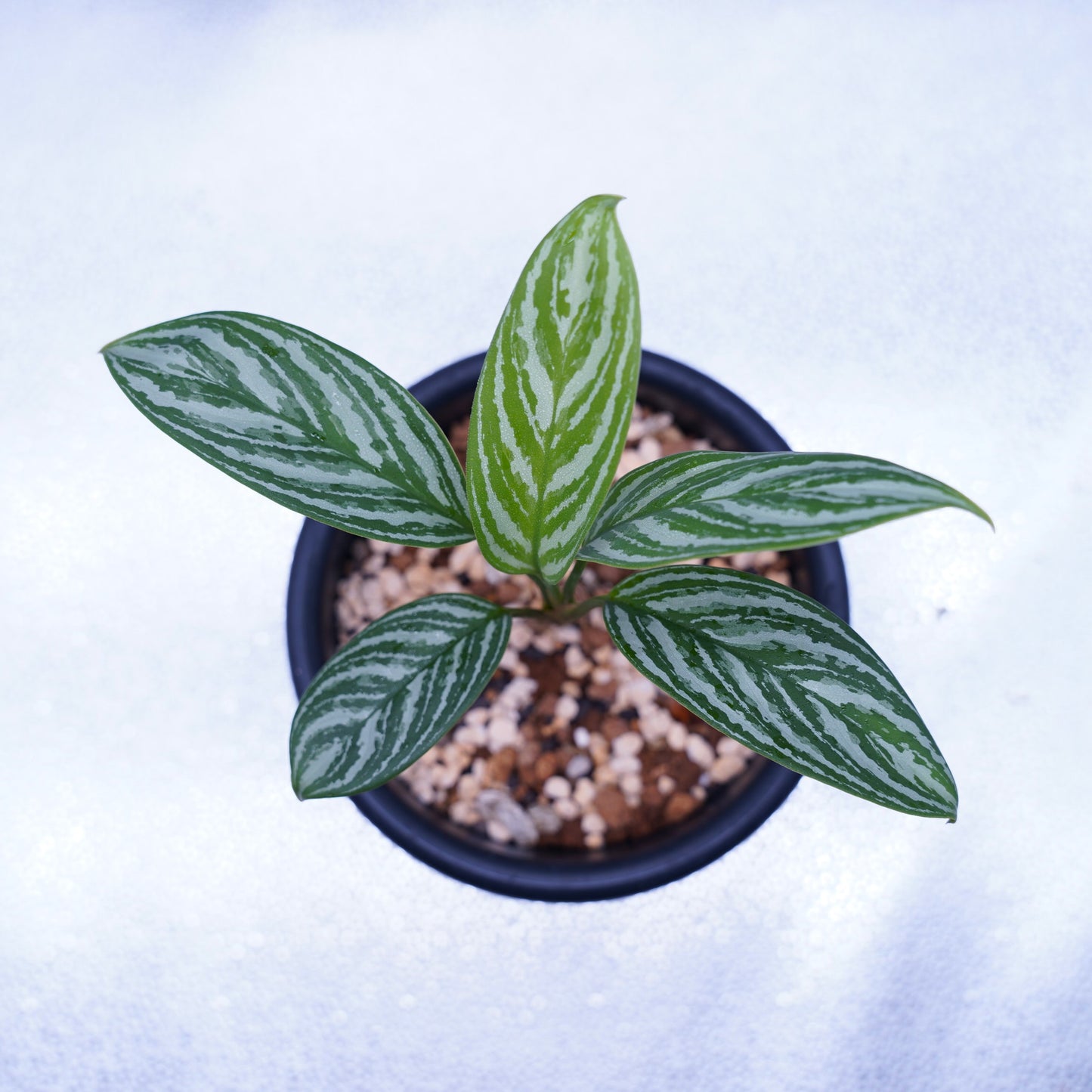 <カーティシー>Aglaonema Nitidum “Curtisii” UND230918