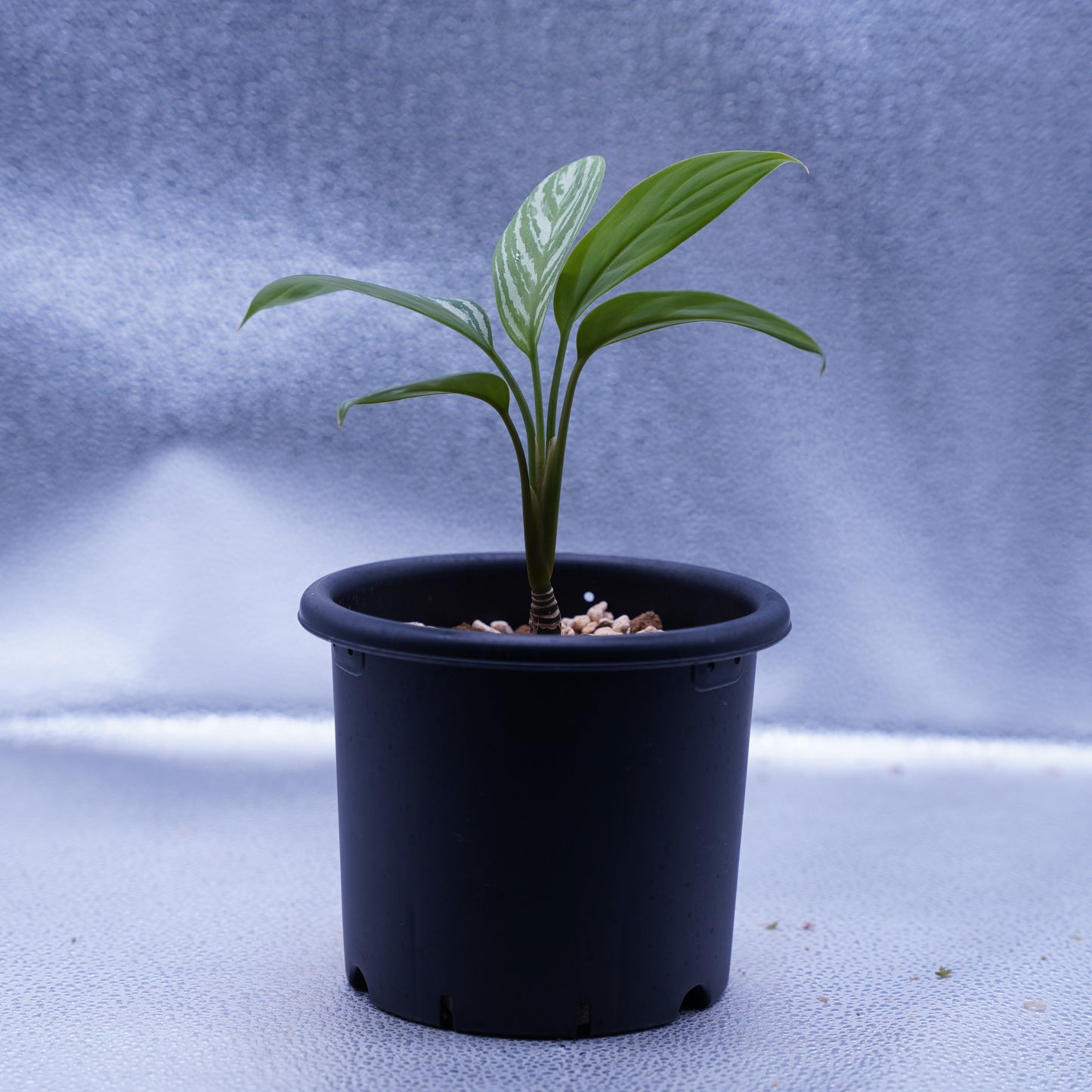 <カーティシー>Aglaonema Nitidum “Curtisii” UND230918
