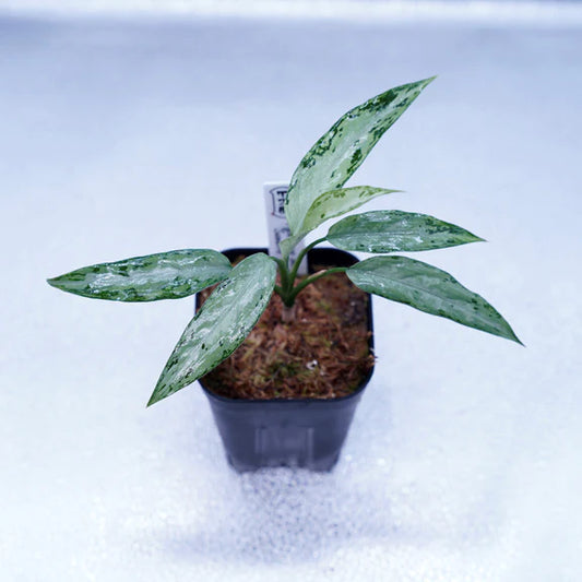 <TZ便>Aglaonema Pictum Tricolor【T-291219 b-5】スプラッシュタイプ