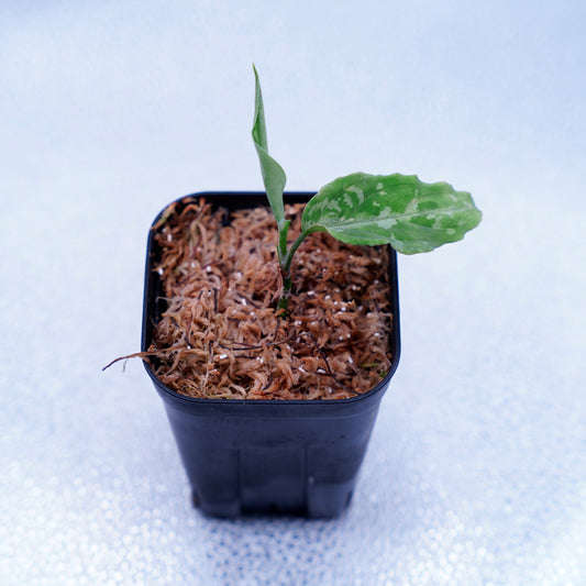 <AZ便>Aglaonema Picutm"Phantom" WS from Padang【AZ0914-2b】