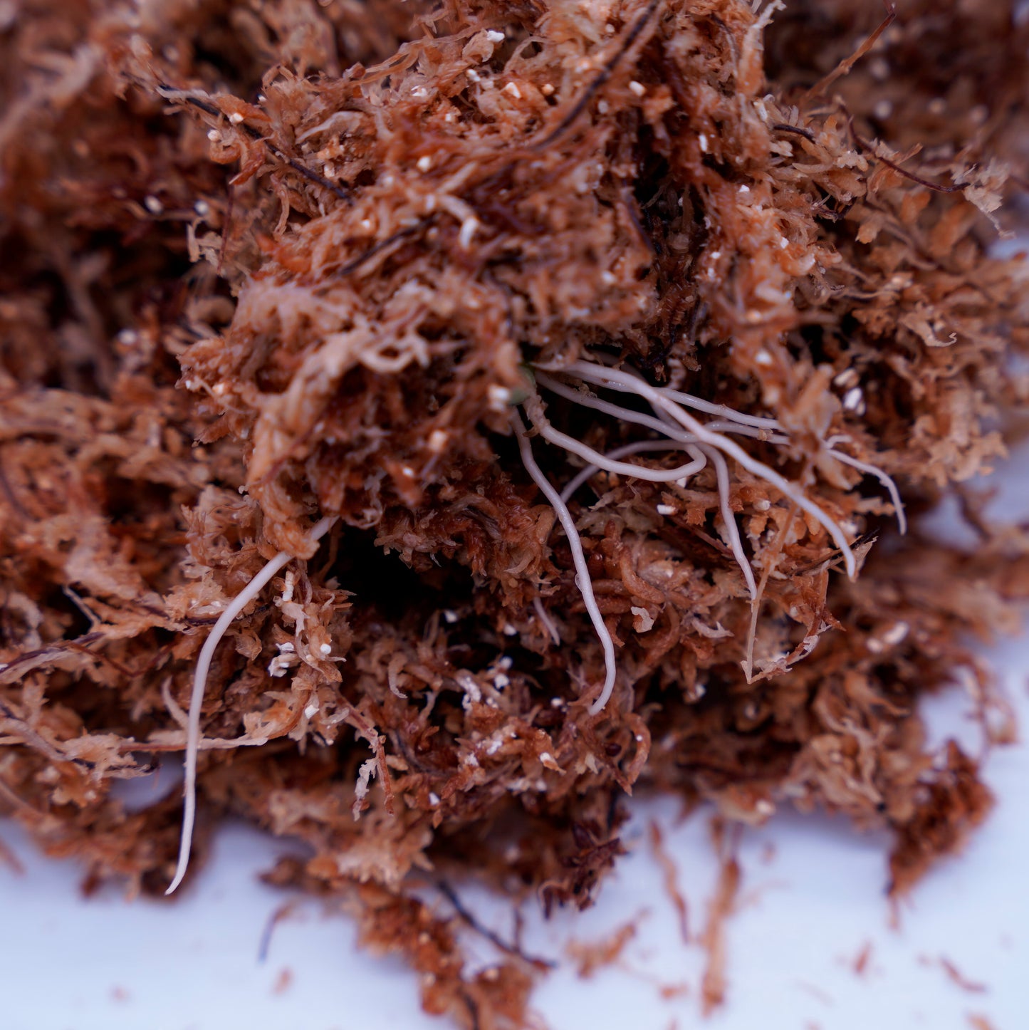 <AZ便>Aglaonema Picutm"Phantom" WS from Padang【AZ0914-2b】