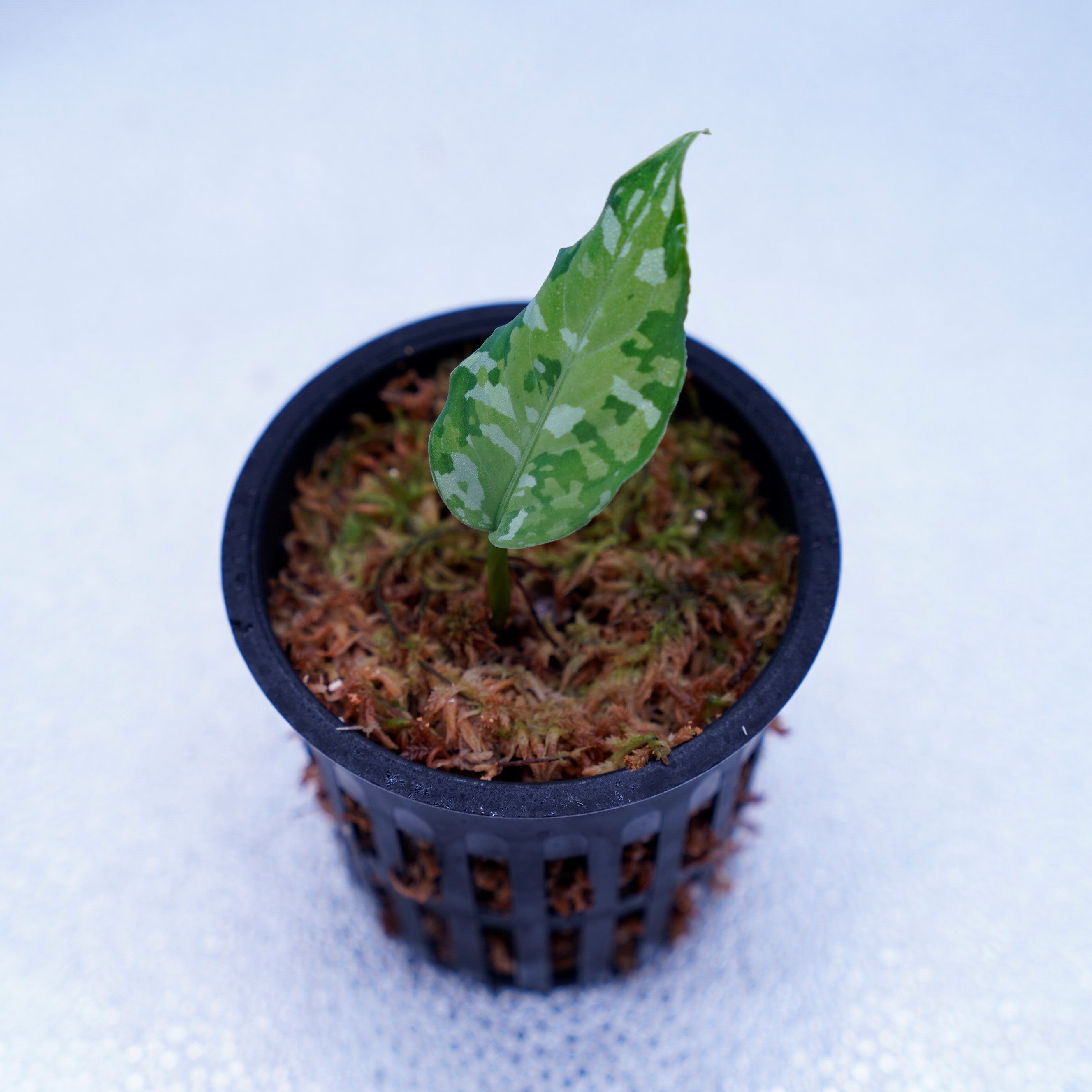 Aglaonema pictum tricolor 