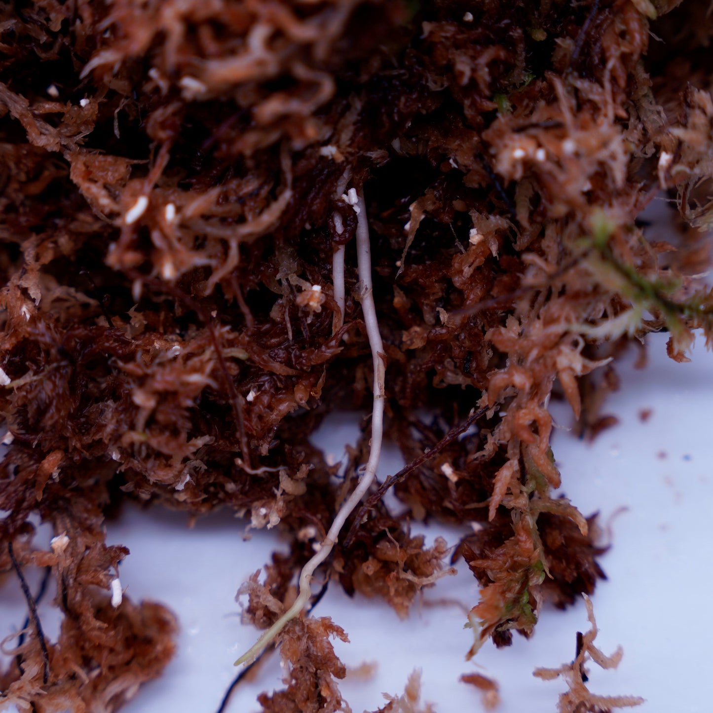 <出射便>Aglaonema Pictum Tricolor “Andaman” Port Blair