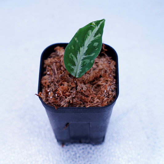 <TB便>Aglaonema Pictum "メサイア" Padang Sidempuan 【GW1507】