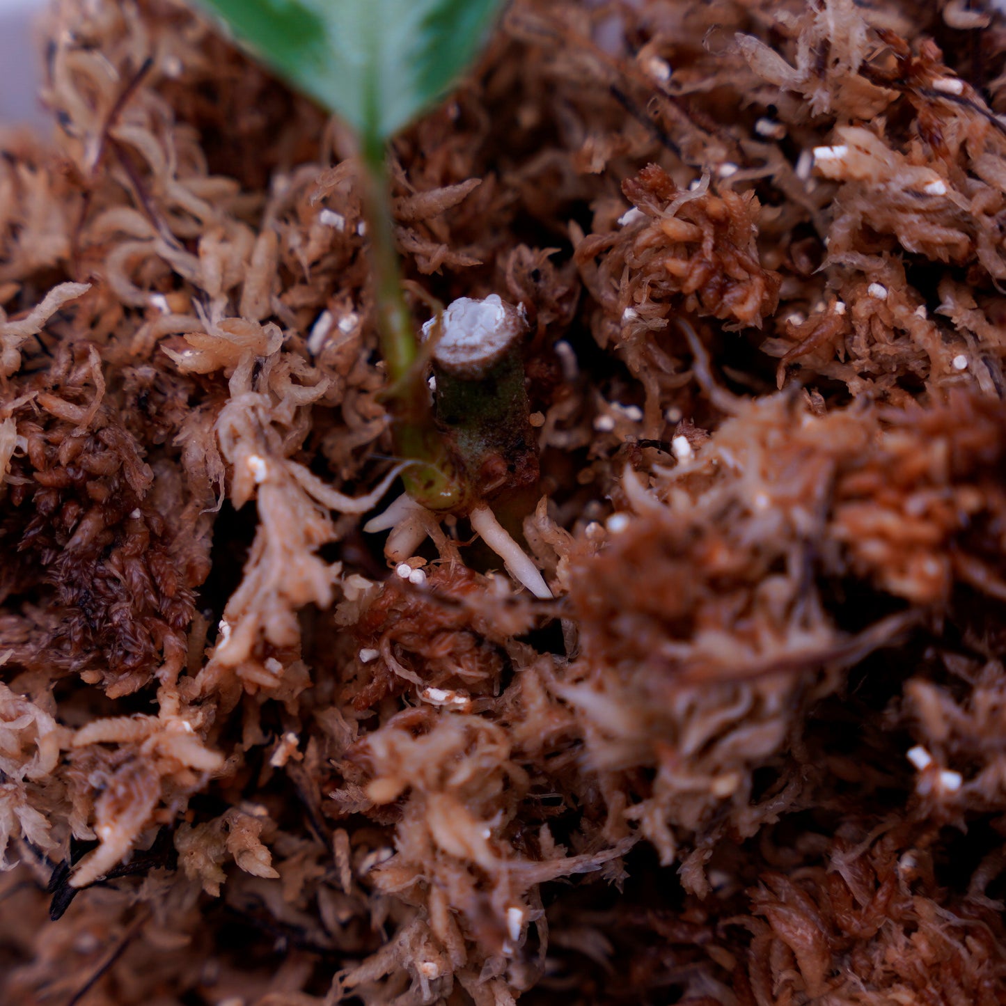 <TB便>Aglaonema Pictum "メサイア" Padang Sidempuan 【GW1507】