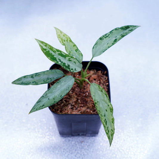 <TZ便>Aglaonema Pictum Tricolor 【T-291219-b-5】