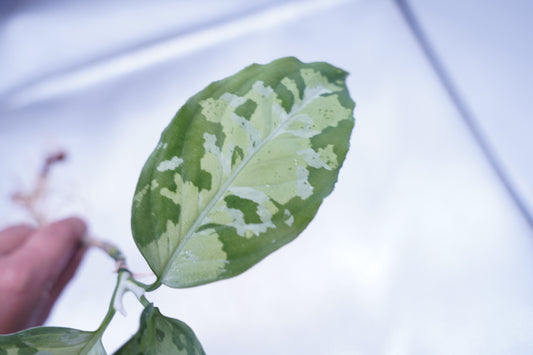 <オリジナル>Aglaonema Pictum Multicolor UND “F”