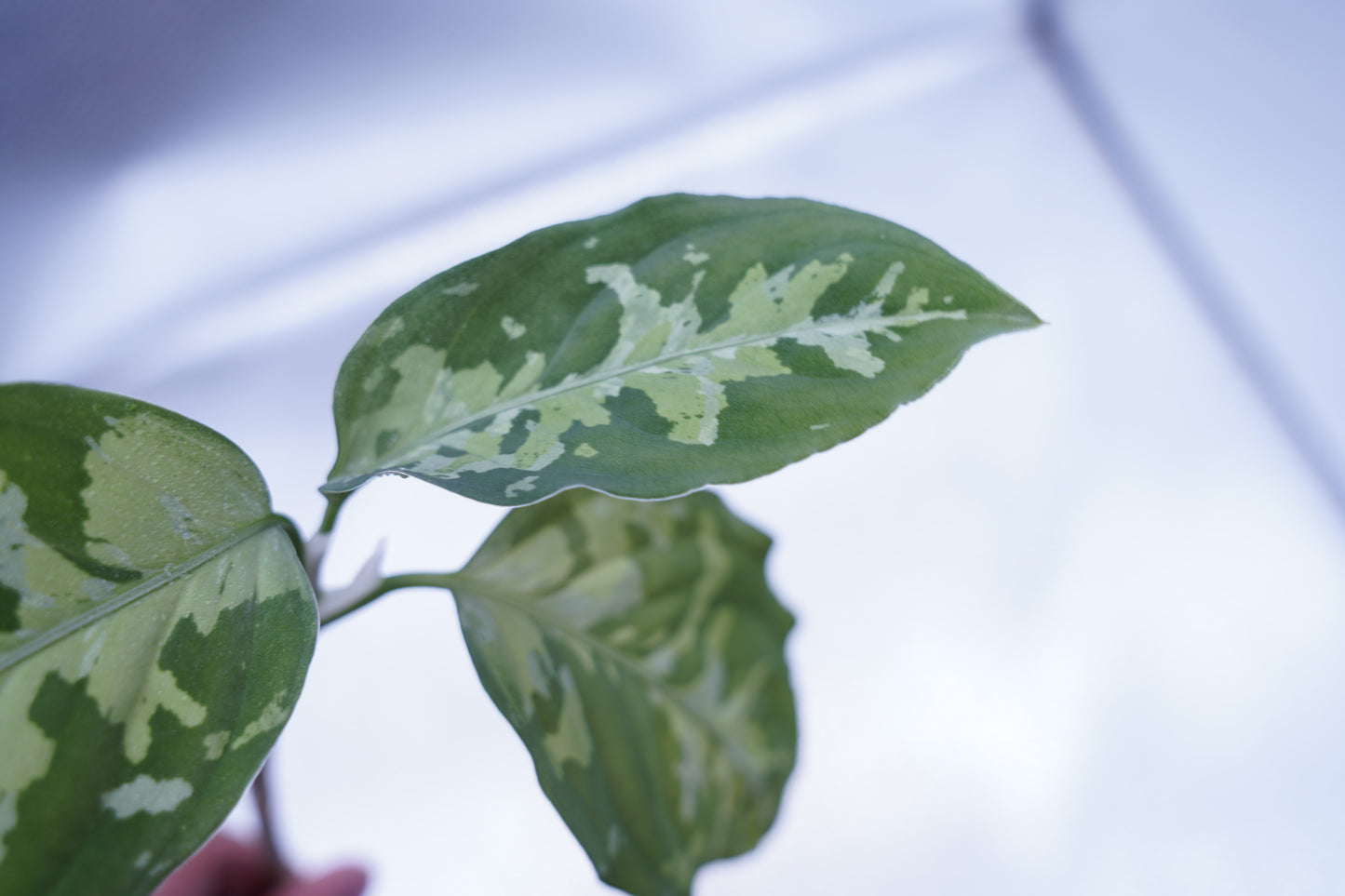 <オリジナル>Aglaonema Pictum Multicolor UND “F”