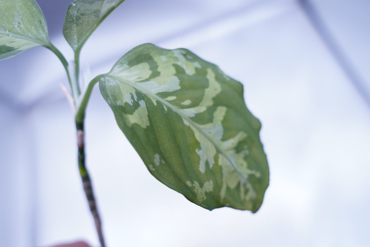 <オリジナル>Aglaonema Pictum Multicolor UND “F”