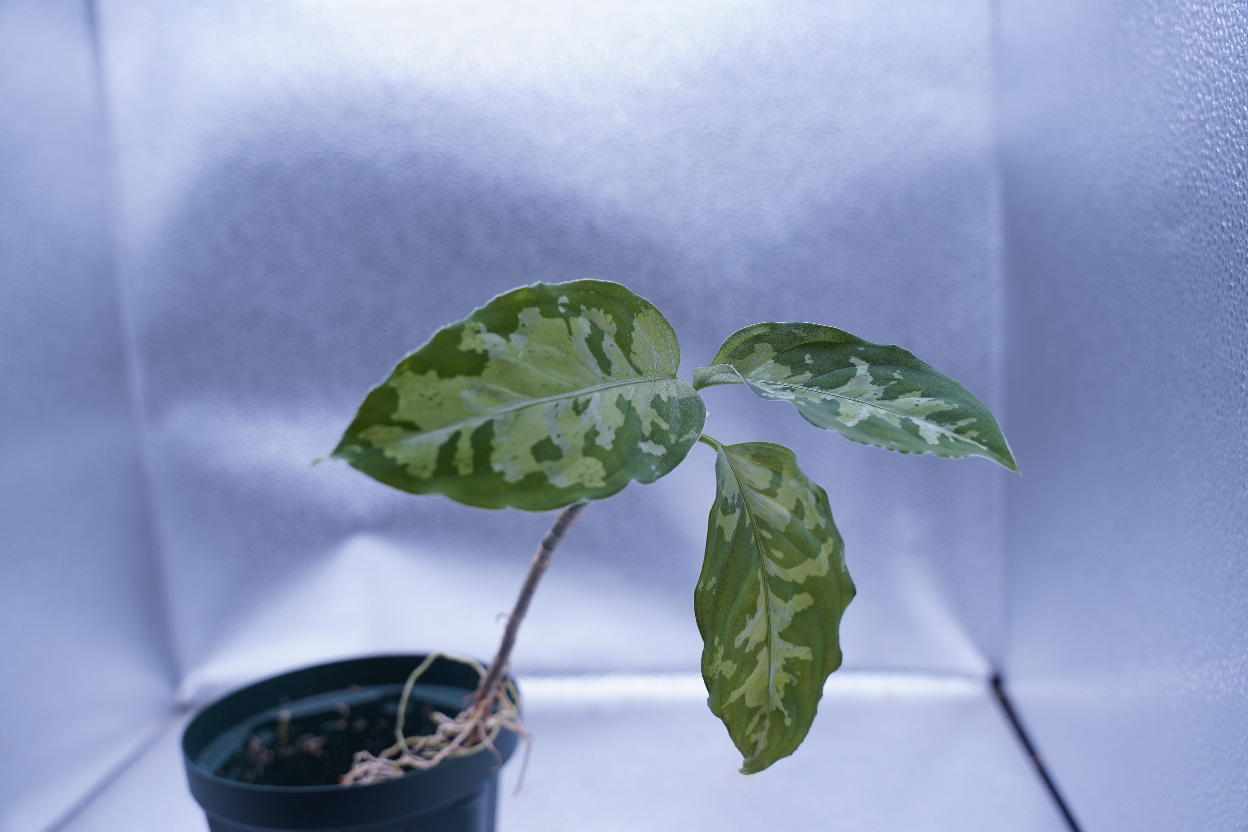 オリジナル＞Aglaonema Pictum Multicolor UND “F” – undried