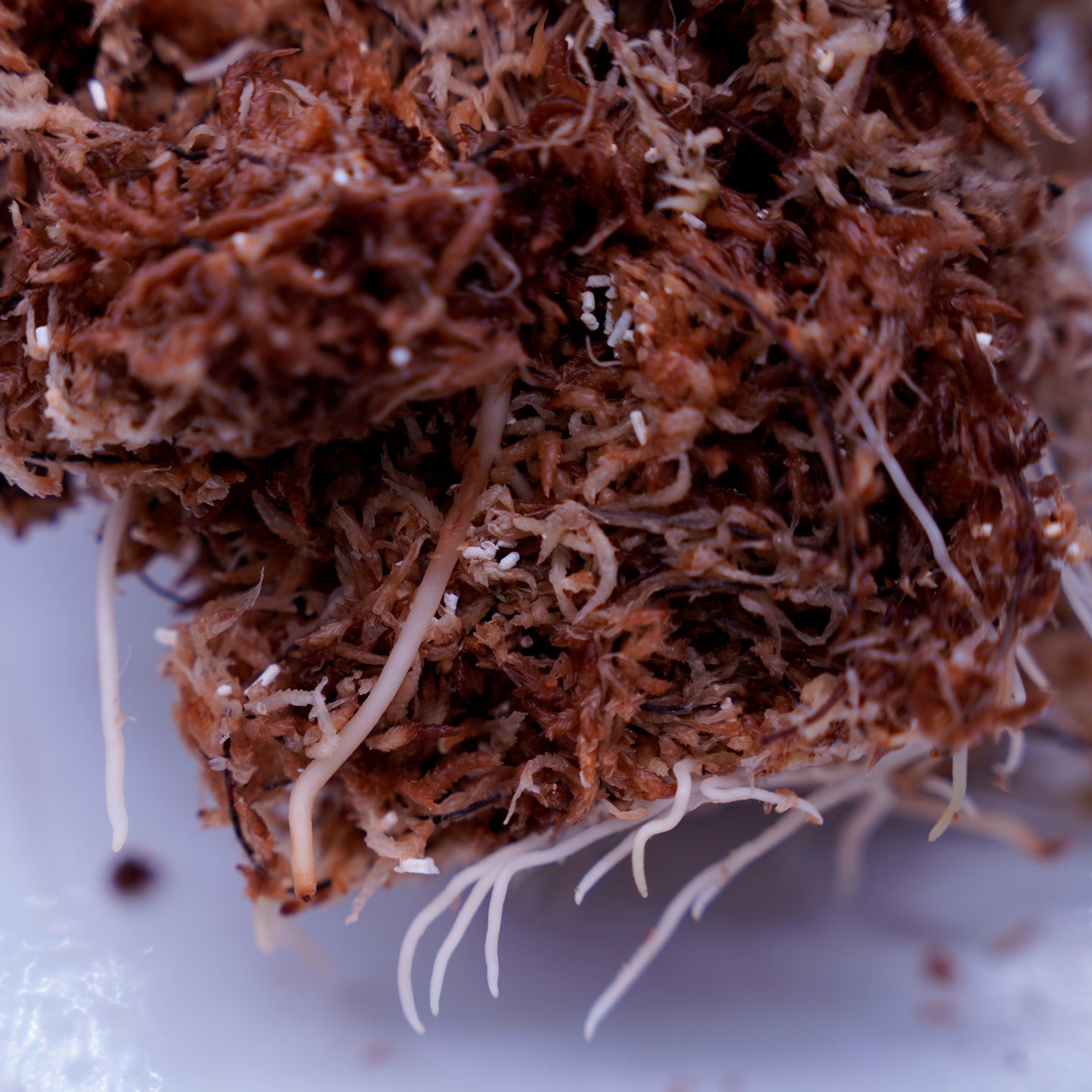 <TZ便>T-291219-b-5 Tricolor ※正規タグ付き