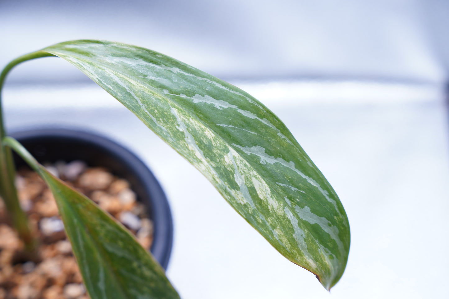 <カーティシー>Aglaonema Nitidum “Curtisii” Ver. Variegata