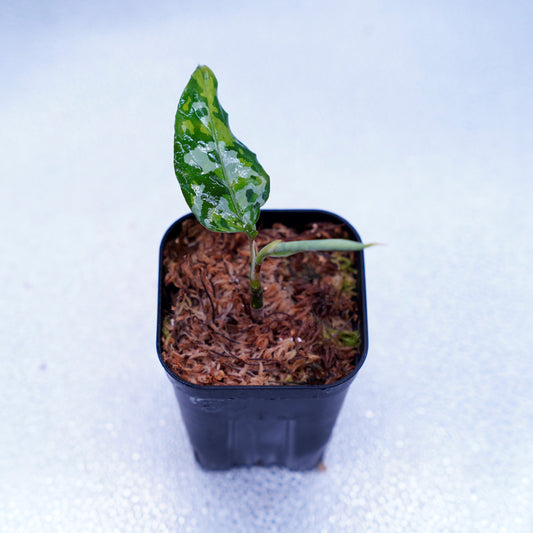 <出射便>Aglaonema Pictum Tricolor “Andaman” Port Blair