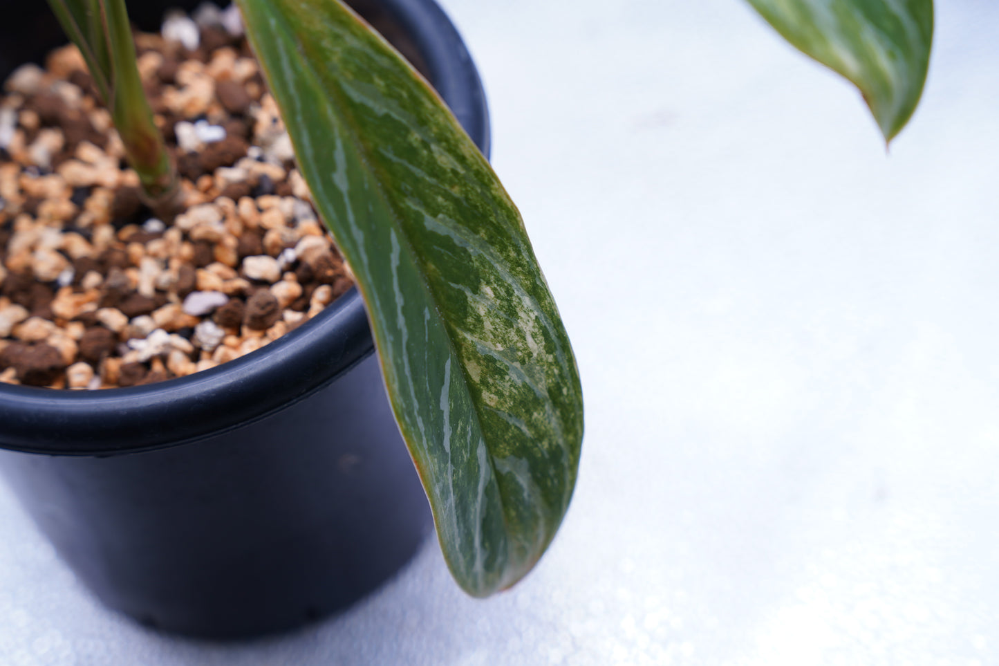 <カーティシー>Aglaonema Nitidum “Curtisii” Ver. Variegata