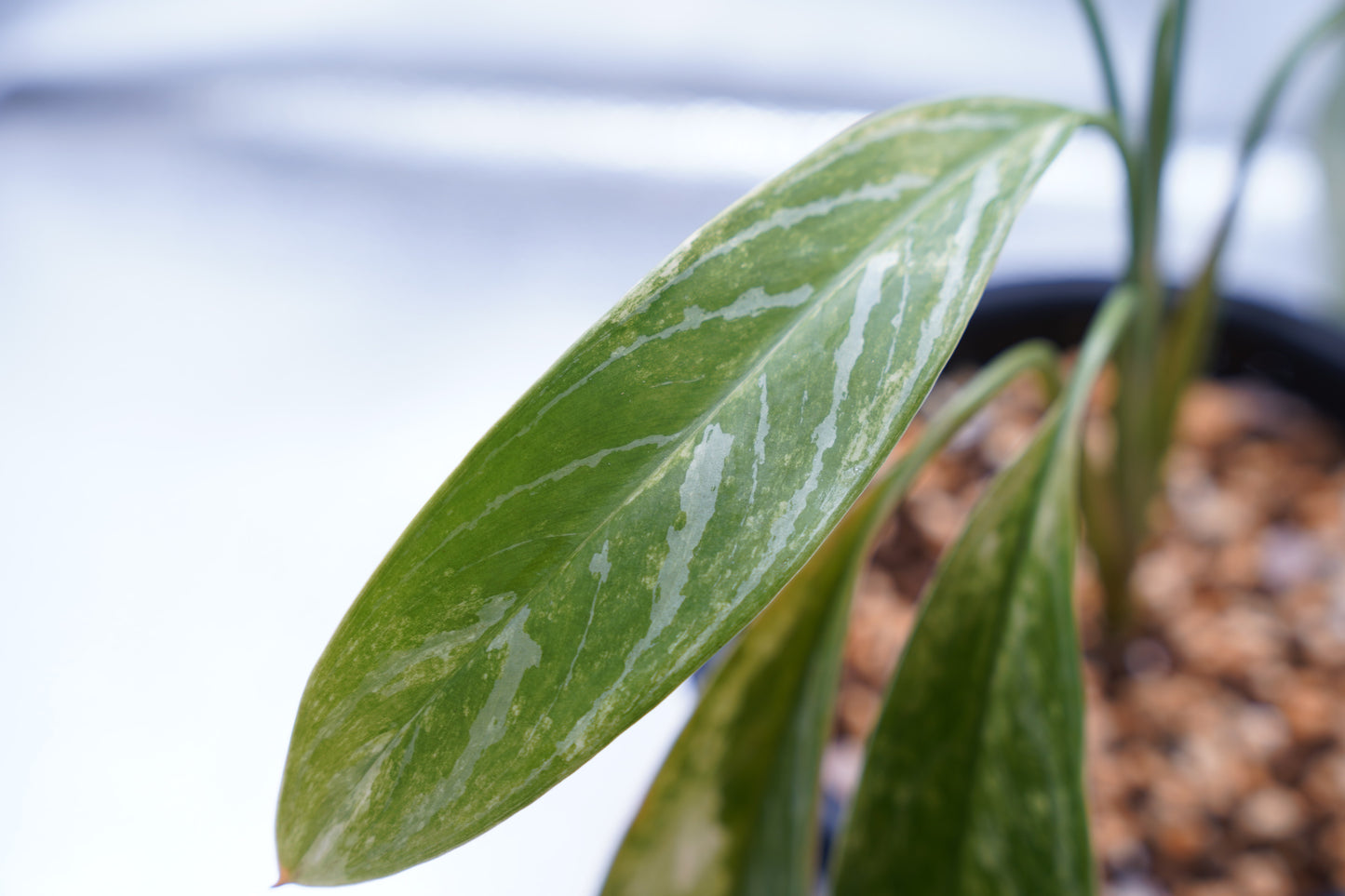 <カーティシー>Aglaonema Nitidum “Curtisii” Ver. Variegata