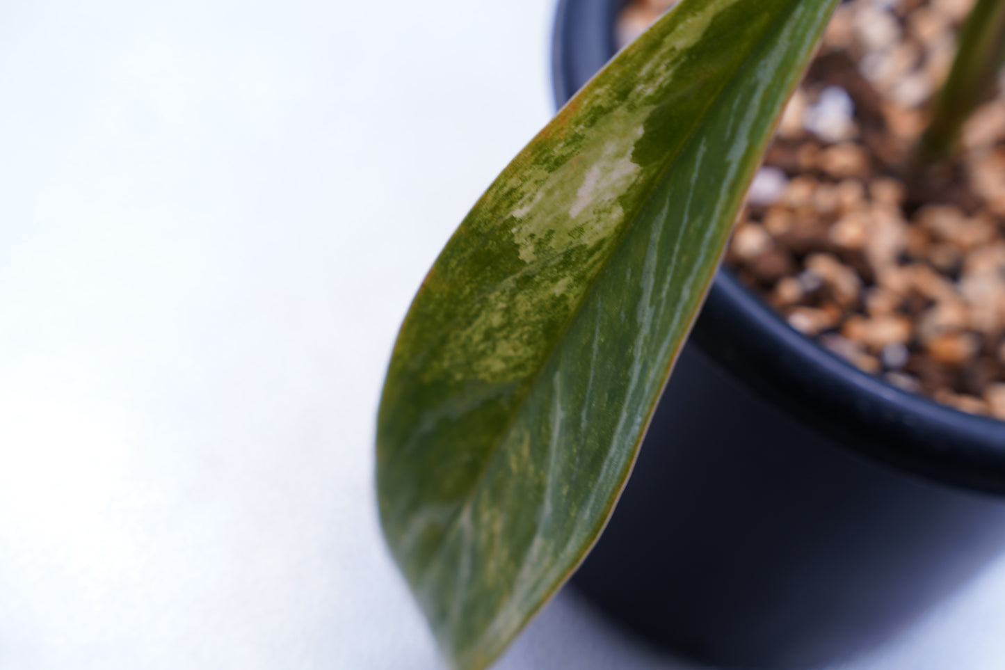 <カーティシー>Aglaonema Nitidum “Curtisii” Ver. Variegata