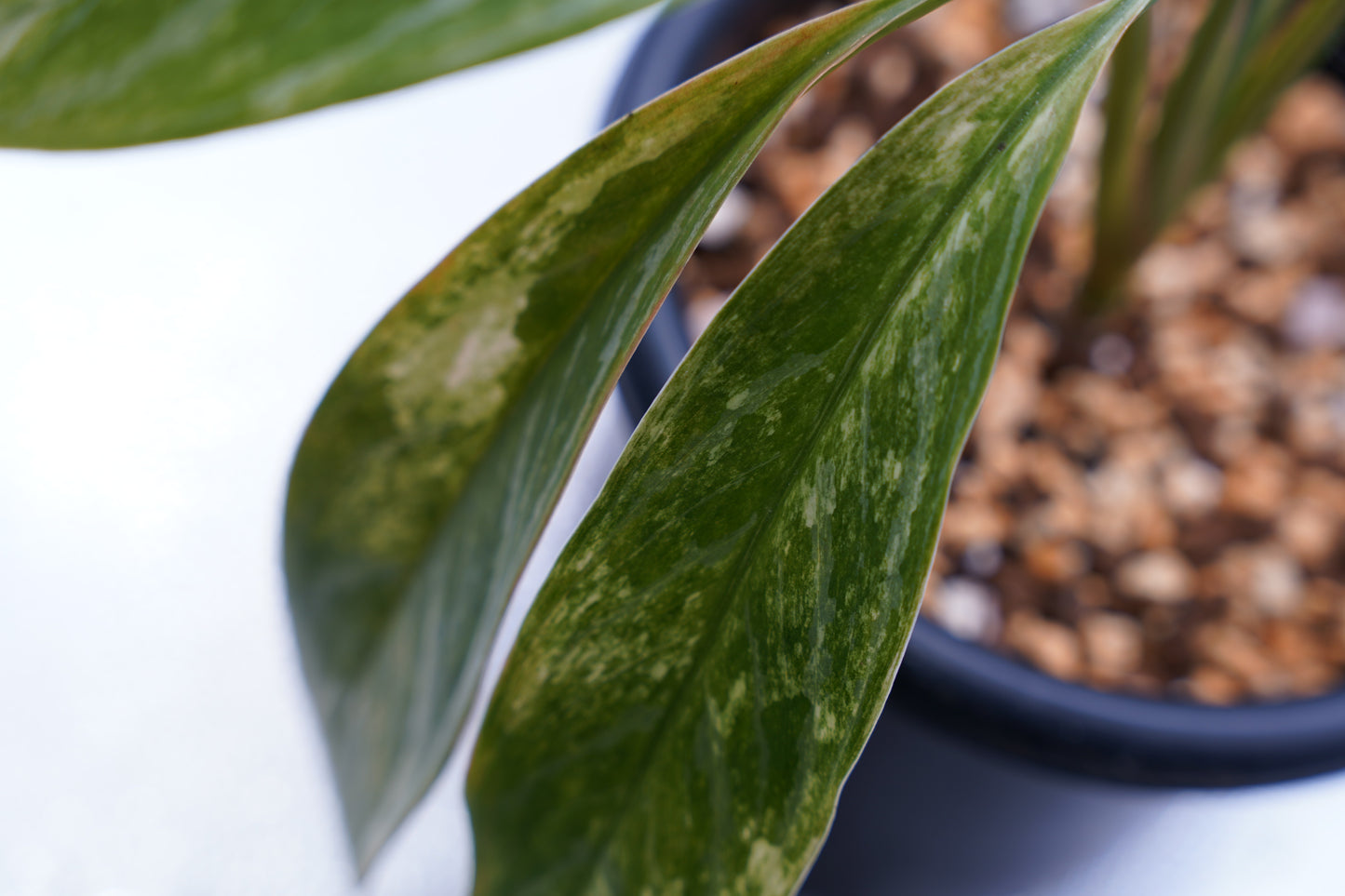 <カーティシー>Aglaonema Nitidum “Curtisii” Ver. Variegata