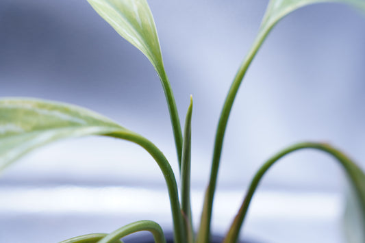 <カーティシー>Aglaonema Nitidum “Curtisii” Ver. Variegata