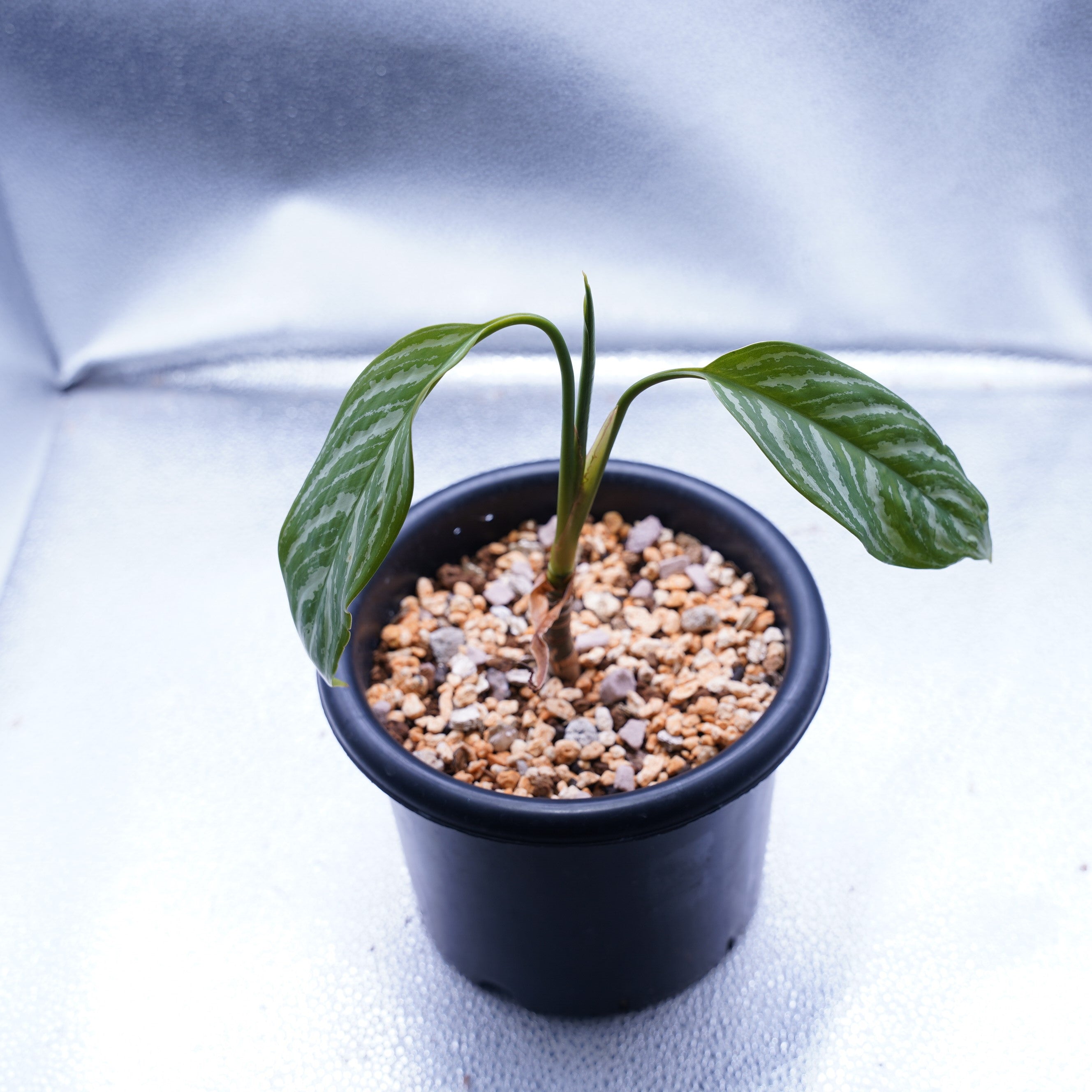 [本物]Aglaonema Nitidum (Curtisii) カーティシー カーティシー＞Aglaonema Nitidum “Curtisii” – undried