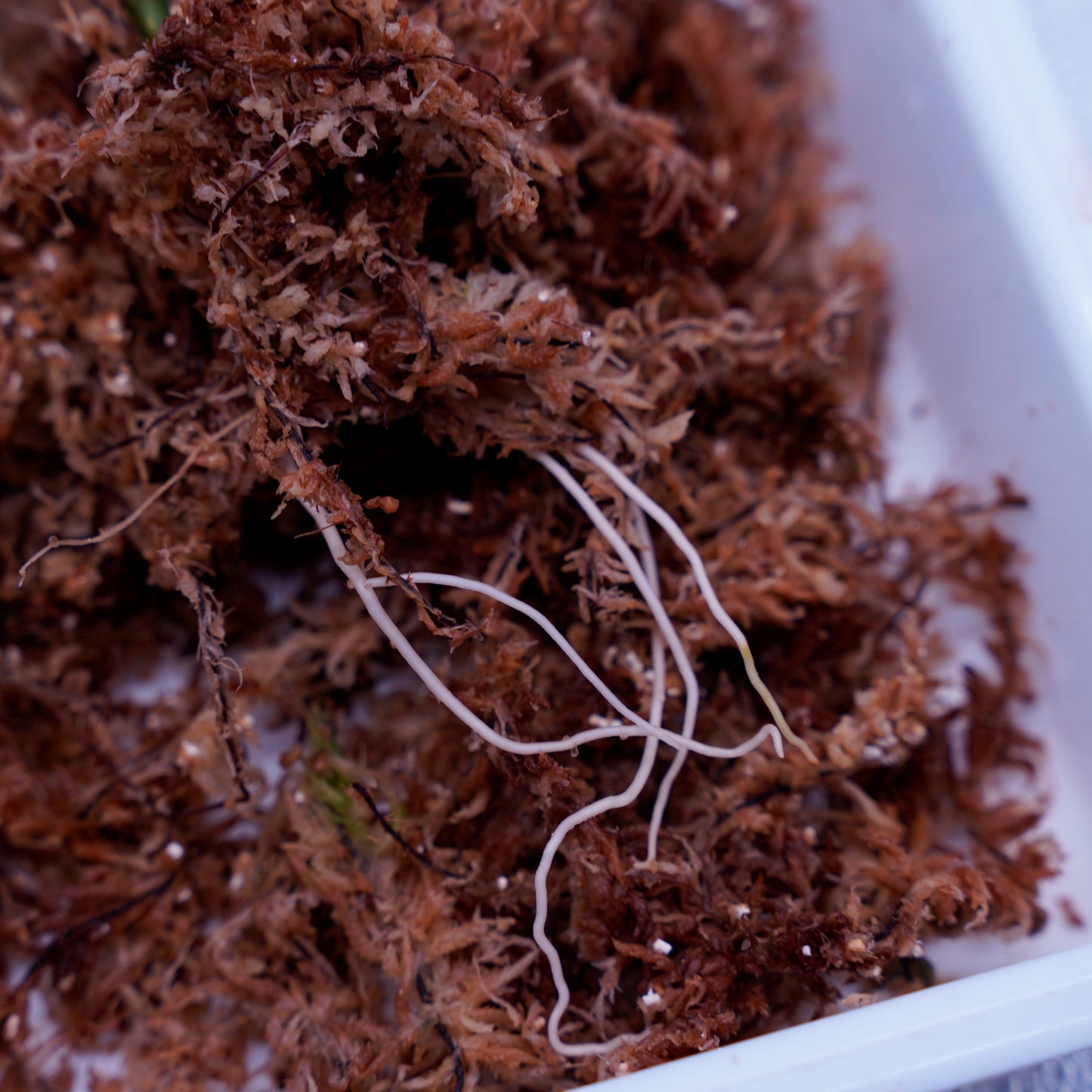 <出射便>Aglaonema Pictum Tricolor “Andaman” Port Blair