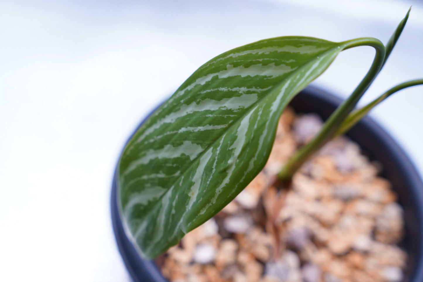 <カーティシー>Aglaonema Nitidum “Curtisii”