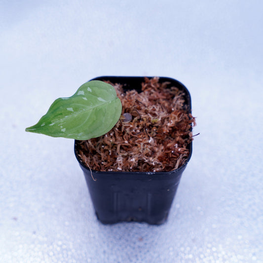 <出射便>Aglaonema Pictum Tricolor “Andaman” Port Blair 幼株