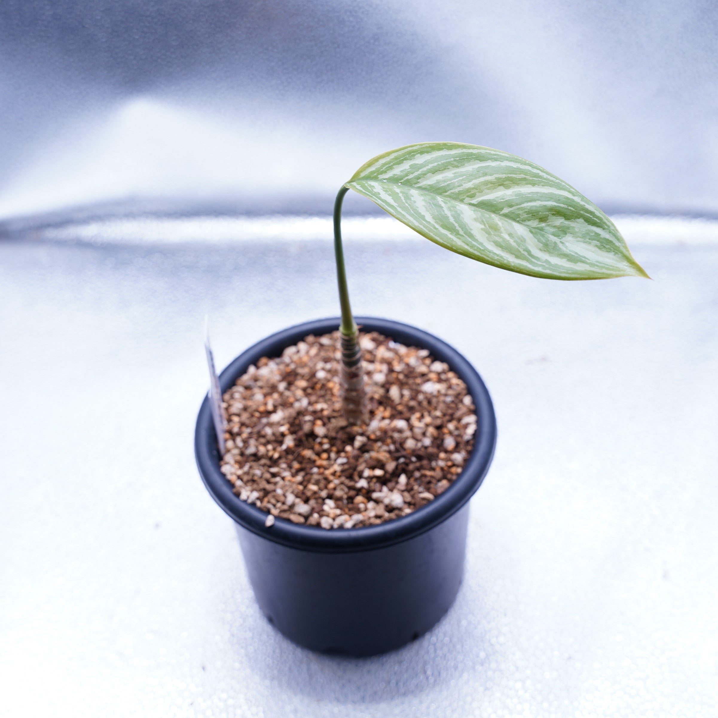 カーティシー＞Aglaonema Nitidum “Curtisii” – undried