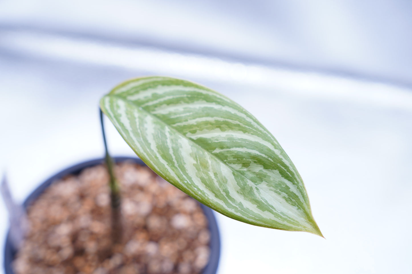 <カーティシー>Aglaonema Nitidum “Curtisii”