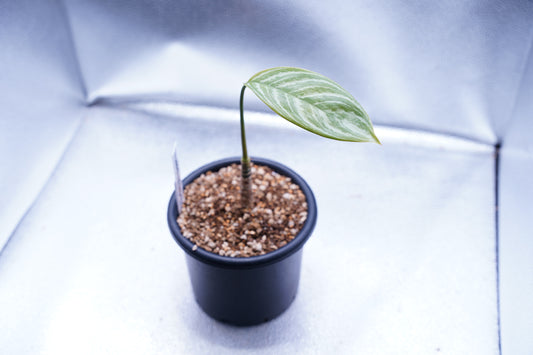 <カーティシー>Aglaonema Nitidum “Curtisii”