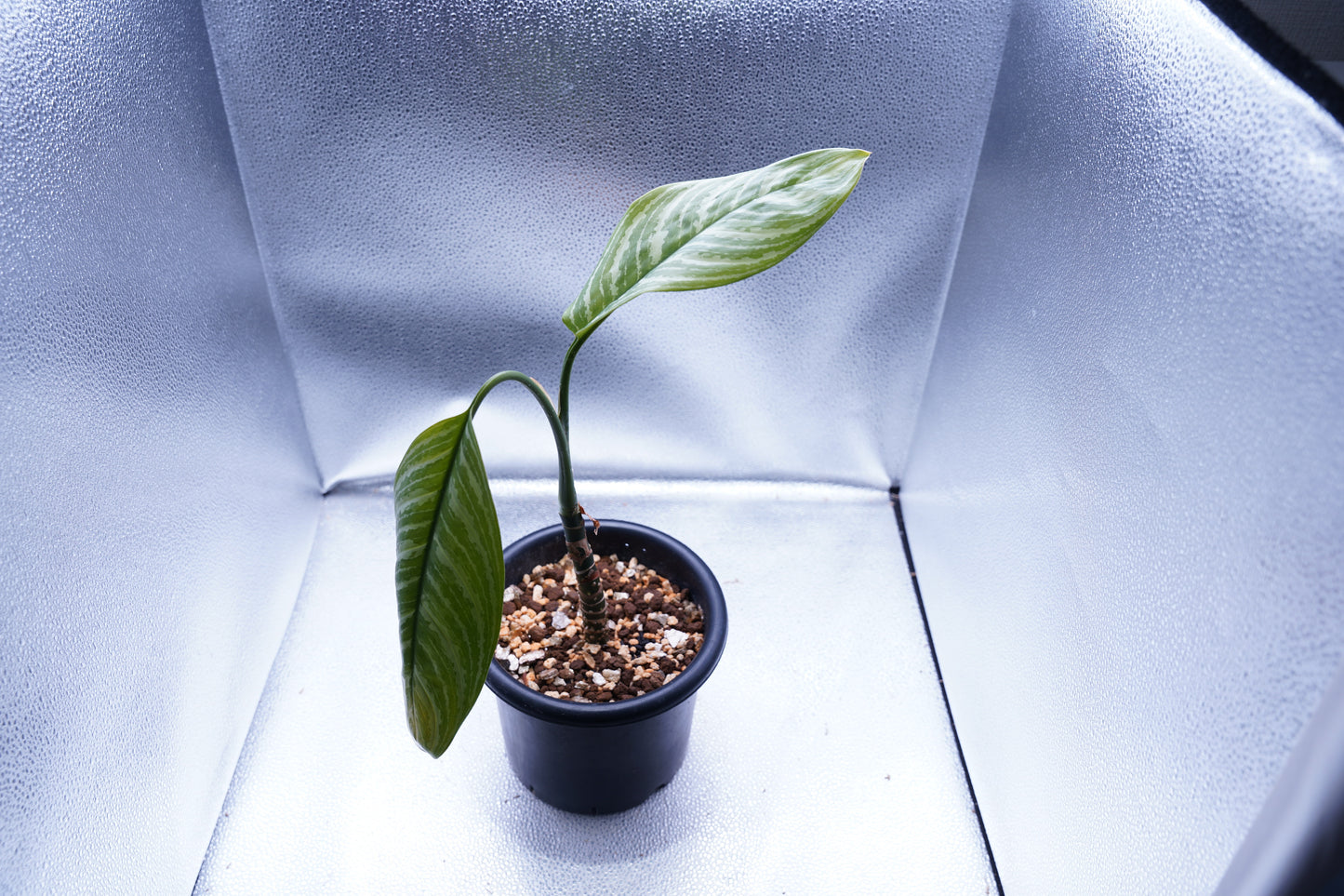 <カーティシー>Aglaonema Nitidum “Curtisii”