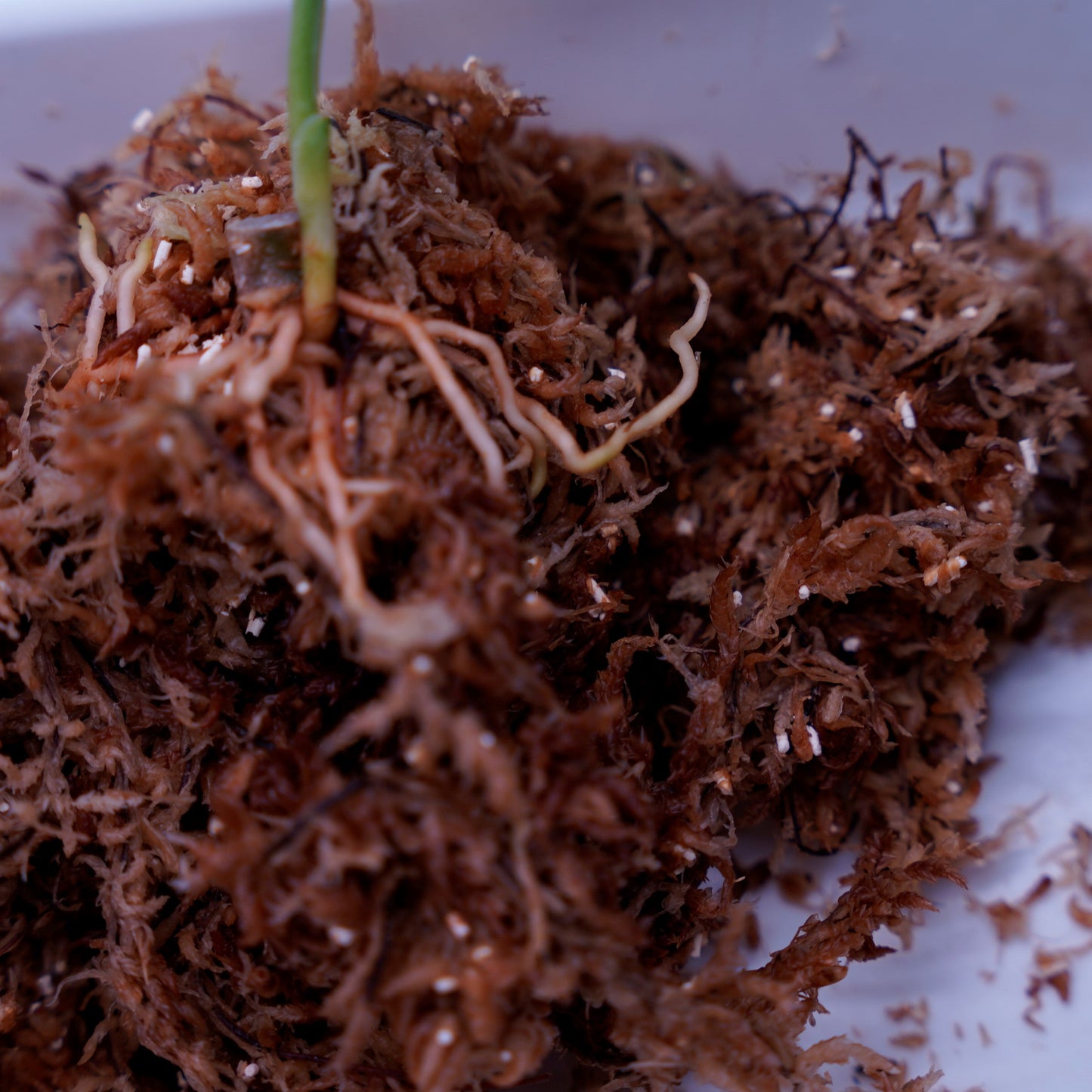 <出射便>Aglaonema Pictum Tricolor “Andaman” Port Blair 幼株