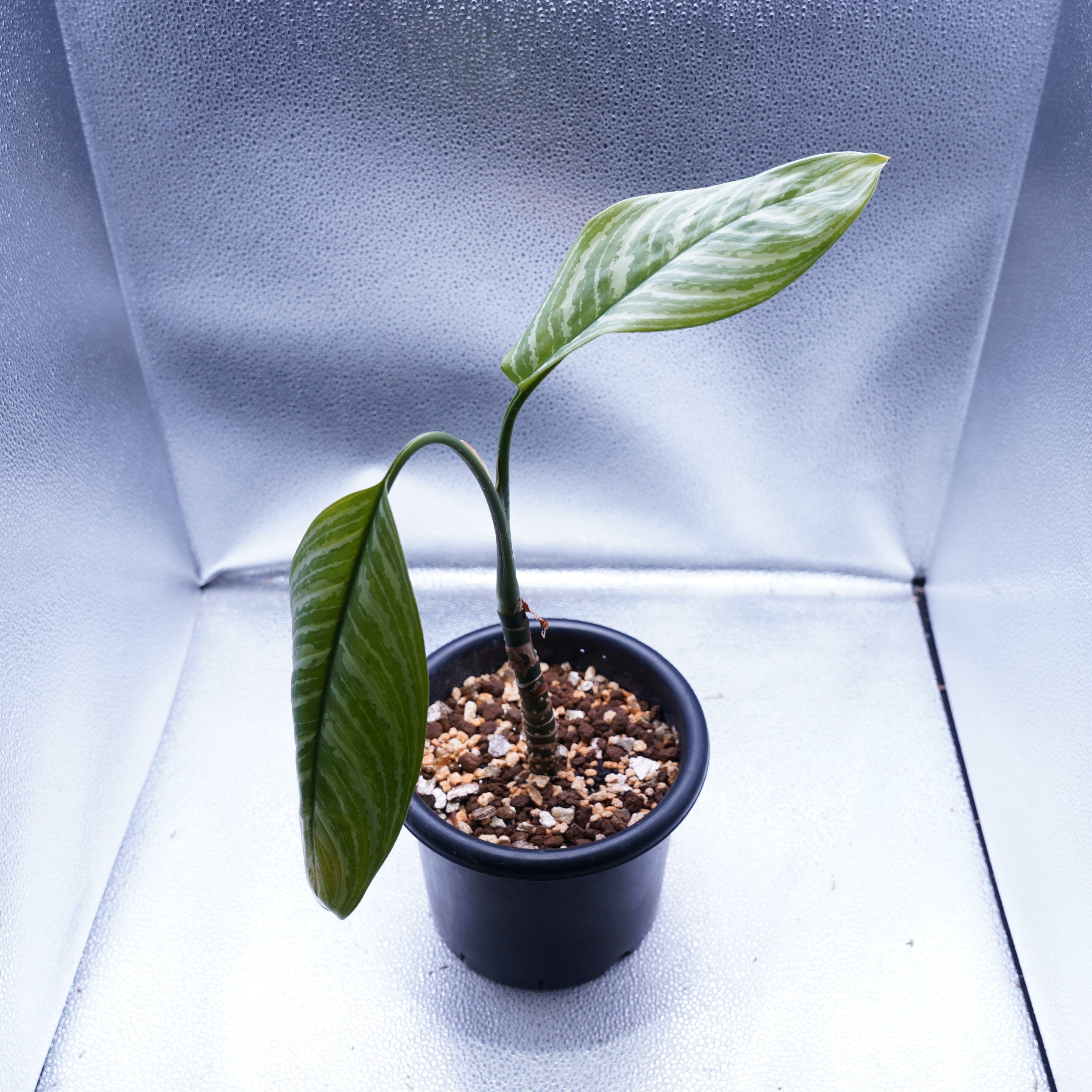 カーティシー＞Aglaonema Nitidum “Curtisii” – undried